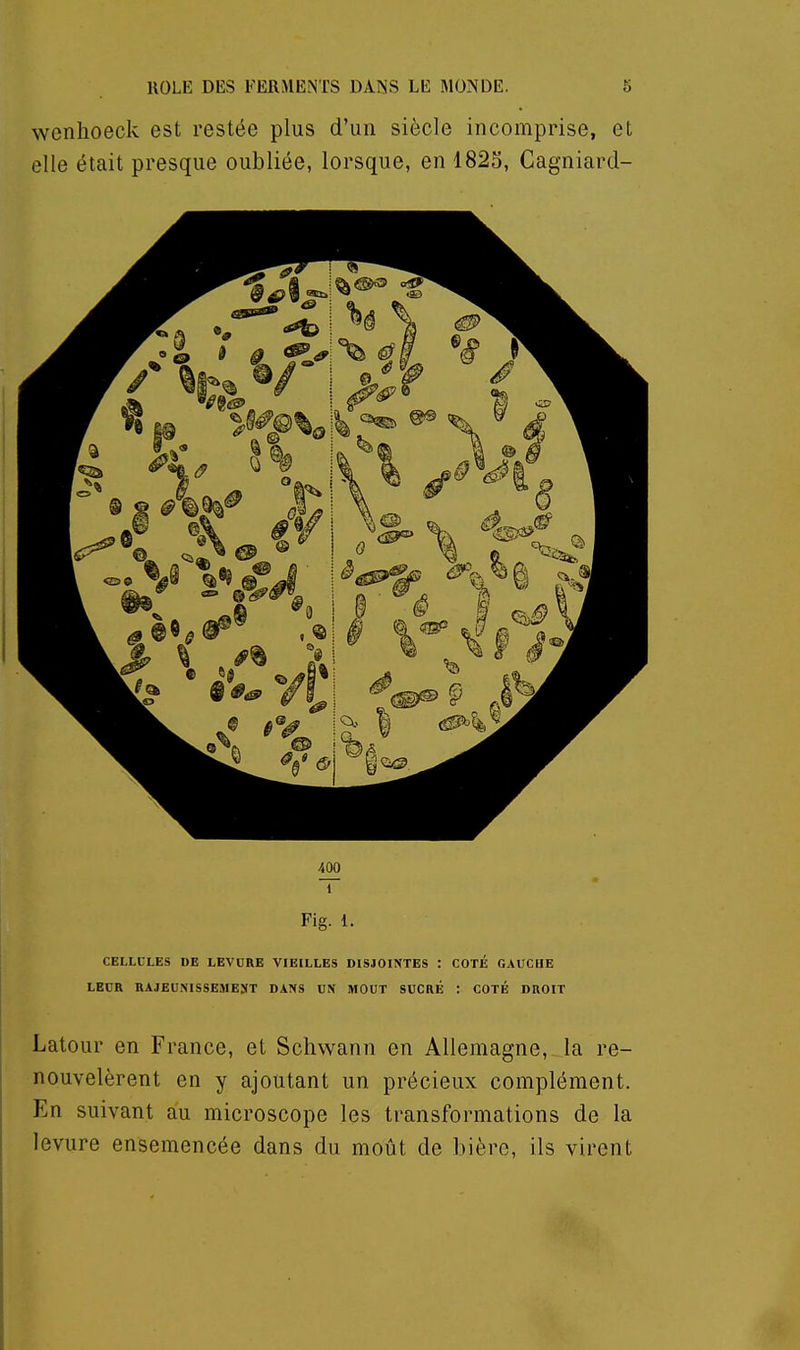 wenhoeck est restée plus d'un siècle incomprise, et elle était presque oubliée, lorsque, en 1825, Cagniard- 400 1 Fig. 1. CELLULES DE LEVORB VIEILLES DISJOINTES : COTÉ GAUCHE LEUR RAJEUMSSEiMEST DANS UN MOUT SUCRÉ : COTÉ DROIT Latour en France, et Schwann en Allemagne, la re- nouvelèrent en y ajoutant un précieux complément. En suivant au microscope les transformations de la levure ensemencée dans du moût de bière, ils virent