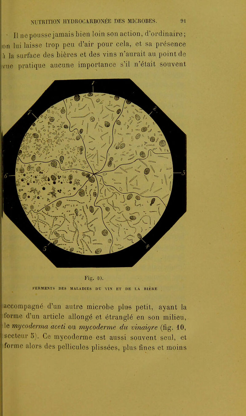 • Il nepoussejamais bien loin son action, d'ordinaire; on lui laisse trop peu d'air pour cela, et sa présence la surface des bières et des vins n'aurait au point de vue pratique aucune importance s'il n'était souvent Fig. 10. FERMENTS DES MALADIES DU VIN ET DE LA BIÈRE accompagné d'un autre microbe plus petit, ayant la forme d'un article allongé et étranglé en son milieu, le mycoderma aceti ou mycoderme du vinaigre (fig. 10, secteur 5). Ce mycoderme est aussi souvent seul, et forme alors des pellicules plissées, plus fines et moins