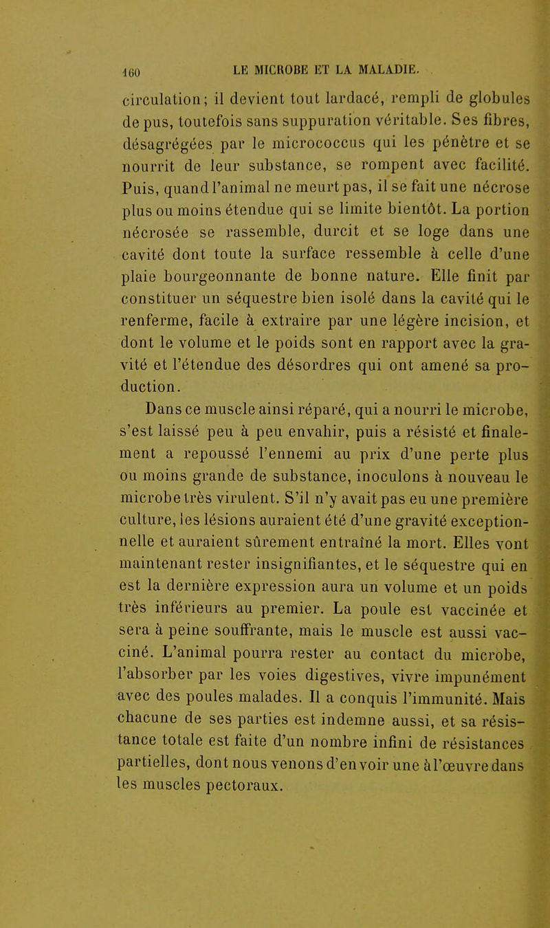 circulation; il devient tout lardacé, rempli de globules de pus, toutefois sans suppuration véritable. Ses fibres, désagrégées par le micrococcus qui les pénètre et se nourrit de leur substance, se rompent avec facilité. Puis, quand l'animal ne meurt pas, il se fait une nécrose plus ou moins étendue qui se limite bientôt. La portion nécrosée se rassemble, durcit et se loge dans une cavité dont toute la surface ressemble à celle d'une plaie bourgeonnante de bonne nature. Elle finit par constituer un séquestre bien isolé dans la cavité qui le renferme, facile à extraire par une légère incision, et dont le volume et le poids sont en rapport avec la gra- vité et l'étendue des désordres qui ont amené sa pro- duction. Dans ce muscle ainsi réparé, qui a nourri le microbe, s'est laissé peu à peu envahir, puis a résisté et finale- ment a repoussé l'ennemi au prix d'une perte plus ou moins grande de substance, inoculons à nouveau le microbe très virulent. S'il n'y avait pas eu une première culture, les lésions auraient été d'une gravité exception- nelle et auraient sûrement entraîné la mort. Elles vont maintenant rester insignifiantes, et le séquestre qui en est la dernière expression aura un volume et un poids très inférieurs au premier. La poule est vaccinée et sera à peine souffrante, mais le muscle est aussi vac- ciné. L'animal pourra rester au contact du microbe, l'absorber par les voies digestives, vivre impunément avec des poules malades. Il a conquis l'immunité. Mais chacune de ses parties est indemne aussi, et sa résis- tance totale est faite d'un nombre infini de résistances partielles, dont nous venons d'en voir une àl'œuvre dans les muscles pectoraux.