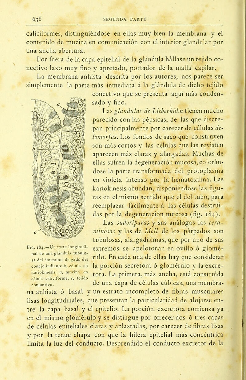 caliciformes, distinguiéndose en ellas muy bien la membrana y el contenido de mucina en comunicación con el interior glandular por una ancha abertura. Por fuera de la capa epitelial de la glándula hállase un tejido co- nectivo laxo muy fino y apretado, portador de la malla capilar. La membrana anhista descrita por los autores, nos parece ser simplemente la parte más inmediata á la glándula de dicho tejido conectivo que se presenta aquí más conden- T7/V « iffSfí sado yfin0- Las glándulas de Lieberkübn tienen mucho parecido con las pépsicas, de las que discre- pan principalmente por carecer de células de- lomorfas. Los fondos de saco que construyen son más cortos y las células que las revisten aparecen más claras y alargadas. Muchas de ellas sufren la degeneración mucosa, colorán- dose la parte transformada del protoplasma en violeta intenso por la hematoxilina. Las kariokinesis abundan, disponiéndose las figu- ras en el mismo sentido que el del tubo, para reemplazar fácilmente á las células destrui- das por la degeneración mucosa (fig. 184). Las sudoríparas y sus análogas las ceru- minosas y las de Molí de los párpados son tubulosas, alargadísimas, que por uno de sus extremos se apelotonan en ovillo ó glomé- rulo. En cada una de ellas hay que considerar la porción secretora ó glomérulo y la excre- tora. La primera, más ancha, está construida de una capa de células cúbicas, una membra- na anhista ó basal y un estrato incompleto de fibras musculares lisas longitudinales, que presentan la particularidad de alojarse en- tre la capa basal y el epitelio. La porción excretora comienza ya en el mismo glomérulo y se distingue por ofrecer dos ó tres capas de células epiteliales claras y aplastadas, por carecer de fibras lisas y por la tenue chapa con que la hilera epitelial más concéntrica limita la luz del conducto. Desprendido el conducto excretor de la Fig. 1S4.—Un corte longitudi- nal de una glándula tubulo- sa del intestino delgado del conejo indiano: b, célula en kariokinesis; a, mucina en célula caliciforme; c, tejido