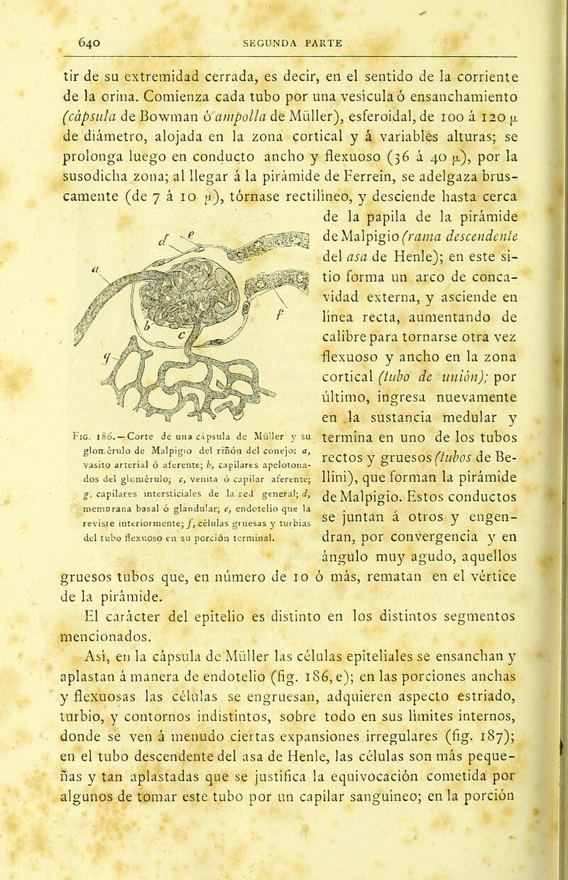 tir de su extremidad cerrada, es decir, en el sentido de la corriente de la orina. Comienza cada tubo por una vesícula ó ensanchamiento (cápsula de Bowman 6 ampolla de Müller), esferoidal, de 100 á 120 ¡x de diámetro, alojada en la zona cortical y á variables alturas; se prolonga luego en conducto ancho y flexuoso (36 a 40 ¡j.), por la susodicha zona; al llegar á la pirámide de Ferrein, se adelgaza brus- camente (de 7 á 10 u), tórnase rectilíneo, y desciende hasta cerca de la papila de la pirámide de Malpigio (rama descendente del asa de Henle); en este si- tio forma un arco de conca- vidad externa, y asciende en linea recta, aumentando de calibre para tornarse otra vez flexuoso y ancho en la zona cortical (tubo de unión); por último, ingresa nuevamente en .la sustancia medular y termina en uno de los tubos rectos y gruesos (tubos de Be- llini), que forman la pirámide de Malpigio. Estos conductos se juntan á otros y engen- dran, por convergencia y en ángulo muy agudo, aquellos gruesos tubos que, en número de 10 ó más, rematan en el vértice de la pirámide. El carácter del epitelio es distinto en los distintos segmentos mencionados. Así, en la cápsula de Müller las células epiteliales se ensanchan y aplastan á manera de endotelio (fig. 186, e); en las porciones anchas y flexuosas las células se engruesan, adquieren aspecto estriado, turbio, y contornos indistintos, sobre todo en sus límites internos, donde se ven á menudo ciertas expansiones irregulares (fig. 187); en el tubo descendente del asa de Henle, las células son más peque- ñas y tan aplastadas que se justifica la equivocación cometida por algunos de tomar este tubo por un capilar sanguíneo; en la porción Fig. 186. —Corte de una cápsula de Müller y su glotr.éruio de Malpigio del riñon del conejo: a, vasito arterial ó aferente; b, capilares apelotona- dos del glornérulo; c, venita ó capilar aferente; g, capilares intersticiales de la red general; d, memDrana basal ó glandular; e, endotelio que la reviste interiormente; f, células gruesas y turbias del tubo flexuoso en su porción terminal.