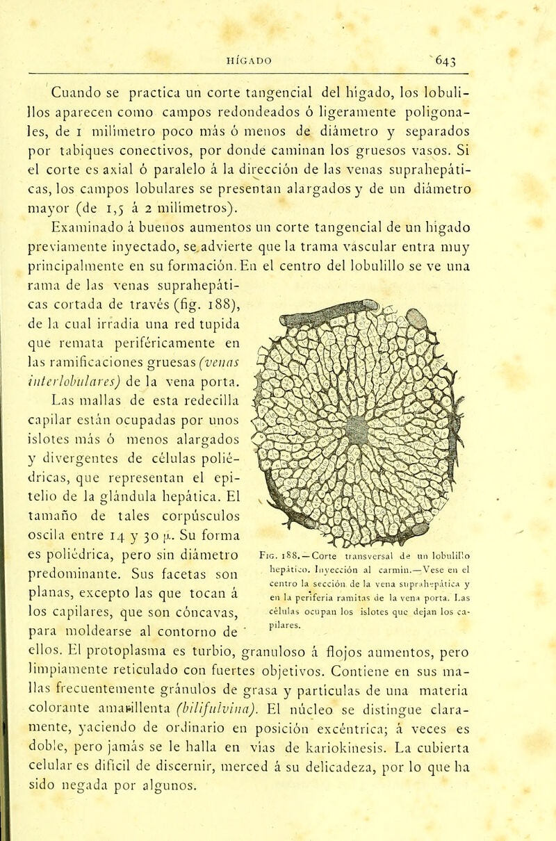 Cuando se practica un corte tangencial del hígado, los lobuli- llos aparecen como campos redondeados ó ligeramente poligona- les, de 1 milímetro poco más ó menos de diámetro y separados por tabiques conectivos, por donde caminan los gruesos vasos. Si el corte es axial ó paralelo á la dirección de las venas suprahepáti- cas, los campos lobulares se presentan alargados y de un diámetro mayor (de 1,5 á 2 milímetros). Examinado á buenos aumentos un corte tangencial de un higado previamente inyectado, se.advierte que la trama vascular entra muy principalmente en su formación. En el centro del lobulillo se ve una rama de las venas suprahepáti- cas cortada de través (fig. 188), de la cual irradia una red tupida que remata periféricamente en las ramificaciones gruesas (venas interlobitlares) de la vena porta. Las mallas de esta redecilla capilar están ocupadas por unos islotes más ó menos alargados y divergentes de células polié- dricas, que representan el epi- telio de la glándula hepática. El tamaño de tales corpúsculos oscila entre 14 y 30 ¡a. Su forma es poliédrica, pero sin diámetro predominante. Sus facetas son planas, excepto las que tocan á los capilares, que son cóncavas, para moldearse al contorno de ellos. El protoplasma es turbio, granuloso á flojos aumentos, pero limpiamente reticulado con fuertes objetivos. Contiene en sus ma- llas frecuentemente gránulos de grasa y partículas de una materia colorante amarillenta (bilifalvina). El núcleo se distingue clara- mente, yaciendo de ordinario en posición excéntrica; á veces es doble, pero jamás se le halla en vías de kariokinesis. La cubierta celular es difícil de discernir, merced á su delicadeza, por lo que ha sido negada por algunos. Fig. 188. — Corte transversal de un lobulillo hepático. Inyección al carmín. — Vese en el centro la sección de la vena suprahepática y en la periferia ramitas de la vena porta. I.as células ocupan los islotes que dejan los ca- pilares.