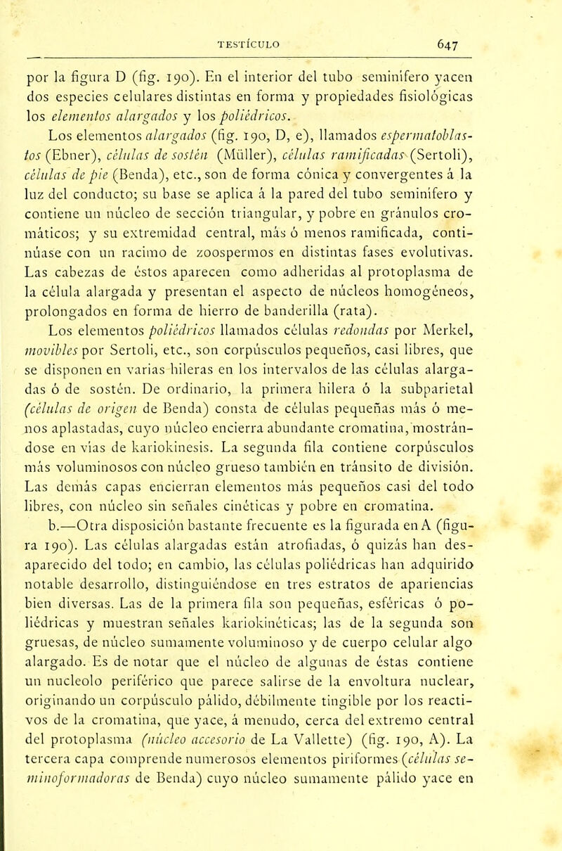 por la figura D (fig. 190). En el interior del tubo seminífero yacen dos especies celulares distintas en forma y propiedades fisiológicas los elementos alargados y los poliédricos. Los elementos alargados (fig. 190, D, e), llamados espermatoblas- tos (Ebner), células de sostén (Müller), células ramificadas (Sertoli), células de pie (Benda), etc., son de forma cónica y convergentes á la luz del conducto; su base se aplica á la pared del tubo seminífero y contiene un núcleo de sección triangular, y pobre en gránalos cro- máticos; y su extremidad central, más ó menos ramificada, conti- núase con un racimo de zoospermos en distintas fases evolutivas. Las cabezas de éstos aparecen como adheridas al protoplasma de la célula alargada y presentan el aspecto de núcleos homogéneos, prolongados en forma de hierro de banderilla (rata). Los elementos poliédricos llamados células redondas por Merkel, movibles por Sertoli, etc., son corpúsculos pequeños, casi libres, que se disponen en varias hileras en los intervalos de las células alarga- das ó de sostén. De ordinario, la primera hilera ó la subparietal (células de origen de Benda) consta de células pequeñas más ó me- nos aplastadas, cuyo núcleo encierra abundante cromatina, mostrán- dose en vías de kariokinesis. La segunda fila contiene corpúsculos más voluminosos con núcleo grueso también en tránsito de división. Las demás capas encierran elementos más pequeños casi del todo libres, con núcleo sin señales cinéticas y pobre en cromatina. b.—Otra disposición bastante frecuente es la figurada en A (figu- ra 190). Las células alargadas están atrofiadas, ó quizás han des- aparecido del todo; en cambio, las células poliédricas han adquirido notable desarrollo, distinguiéndose en tres estratos de apariencias bien diversas. Las de la primera fila son pequeñas, esféricas ó po- liédricas y muestran señales kariokinéticas; las de la segunda son gruesas, de núcleo sumamente voluminoso y de cuerpo celular algo alargado. Es de notar que el núcleo de algunas de éstas contiene un nucléolo periférico que parece salirse de la envoltura nuclear, originando un corpúsculo pálido, débilmente tingible por los reacti- vos de la cromatina, que yace, á menudo, cerca del extremo central del protoplasma (núcleo accesorio de La Vallette) (fig. 190, A). La tercera capa comprende numerosos elementos piriformes {células sc- minoformadoras de Benda) cuyo núcleo sumamente pálido yace en