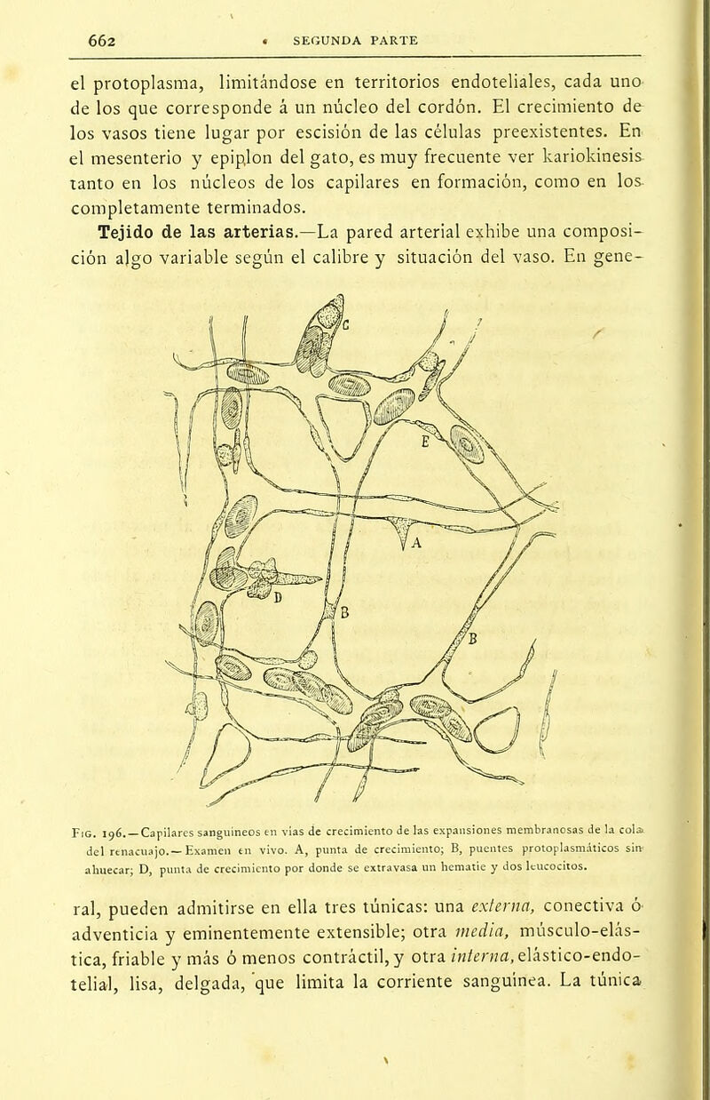 el protoplasma, limitándose en territorios endoteliales, cada uno de los que corresponde á un núcleo del cordón. El crecimiento de los vasos tiene lugar por escisión de las células preexistentes. En el mesenterio y epiplon del gato, es muy frecuente ver kariokinesis tanto en los núcleos de los capilares en formación, como en los completamente terminados. Tejido de las arterias.—La pared arterial exhibe una composi- ción algo variable según el calibre y situación del vaso. En gene- Fig. 196. —Capilares sanguíneos en vias de crecimiento de las expansiones membranosas de la cola del renacuajo. —Examen en vivo. A, punta de crecimiento; B, puentes protoplasmáticos sin- ahuecar; D, punta de crecimiento por donde se extravasa un hematie y dos leucocitos. ral, pueden admitirse en ella tres túnicas: una externa, conectiva ó- adventicia y eminentemente extensible; otra media, músculo-elás- tica, friable y más ó menos contráctil, y otra m/erKfl.elástico-endo- telial, lisa, delgada, 'que limita la corriente sanguínea. La túnica