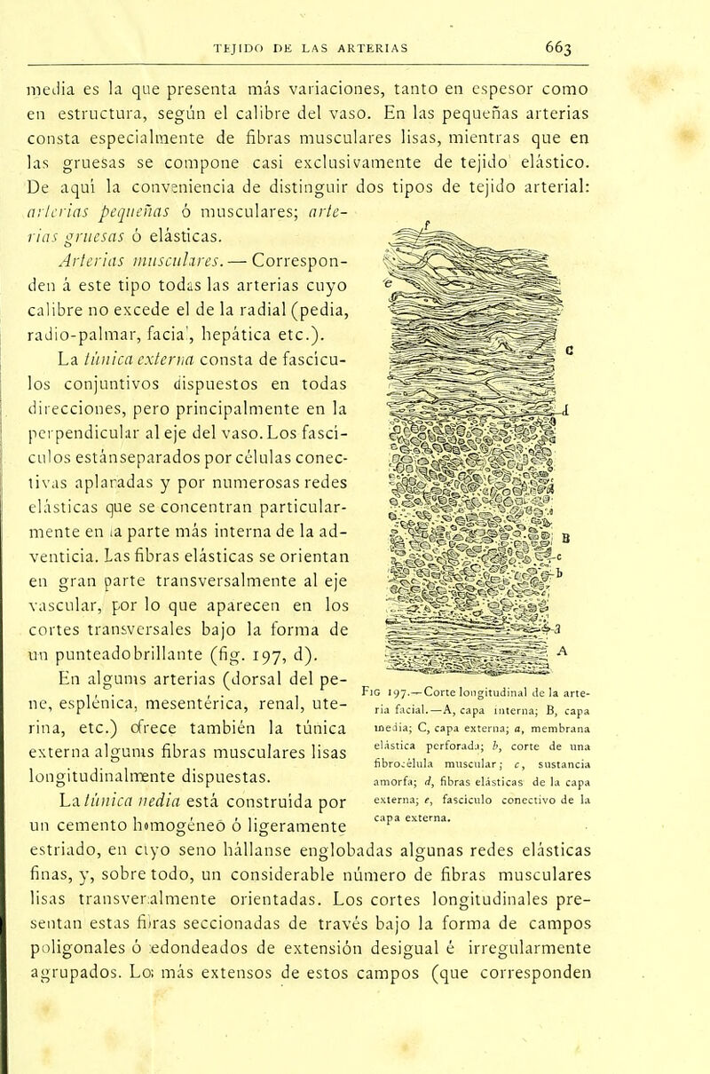 media es la que presenta más variaciones, tanto en espesor como en estructura, según el calibre del vaso. En las pequeñas arterias consta especialmente de fibras musculares lisas, mientras que en las gruesas se compone casi exclusivamente de tejido1 elástico. De aquí la conveniencia de distinguir dos tipos de tejido arterial: arterias pequeñas ó musculares; arte- rias gruesas ó elásticas. Arterias musculares. — Correspon- den á este tipo todas las arterias cuyo calibre no excede el de la radial (pedia, radio-palmar, facia', hepática etc.). La túnica externa consta de fascícu- los conjuntivos dispuestos en todas direcciones, pero principalmente en la perpendicular al eje del vaso. Los fascí- culos estánseparados por células conec- tivas aplaradas y por numerosas redes elásticas que se concentran particular- mente en ia parte más interna de la ad- venticia. Las fibras elásticas se orientan en gran parte transversalmente al eje vascular, por lo que aparecen en los cortes transversales bajo la forma de un punteadobrillante (fig. 197, d). En algums arterias (dorsal del pe- ne, esplénica, mesentérica, renal, ute- rina, etc.) ofrece también la túnica externa algums fibras musculares lisas longitudinalmente dispuestas. La túnica uedia está construida por un cemento homogéneo ó ligeramente estriado, en ayo seno hállanse englobadas algunas redes elásticas finas, y, sobretodo, un considerable número de fibras musculares lisas transveralmente orientadas. Los cortes longitudinales pre- sentan estas fiiras seccionadas de través bajo la forma de campos poligonales ó :edondeados de extensión desigual é irregularmente agrupados. Lo; más extensos de estos campos (que corresponden Fjg 197—Corte longitudinal de la arte- ria facial.—A, capa interna; B, capa media; C, capa externa; a, elástica perforada; b, corte de fibro.-élula muscular; amorfa; d, fibras elásticas de la capa externa; e, fascículo conectivo de la capa 1