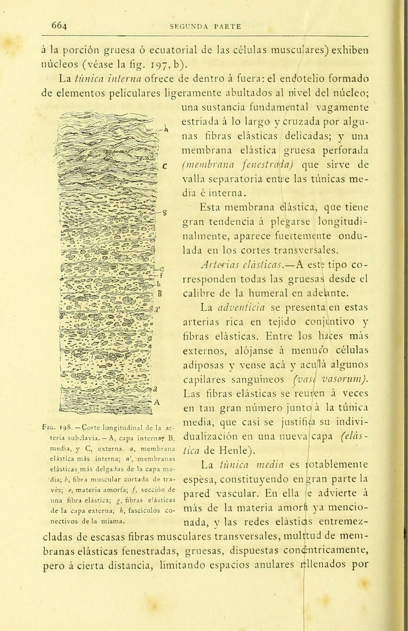 á la porción gruesa ó ecuatorial de las células musculares) exhiben núcleos (véase la fig. 197, b). La túnica interna ofrece de dentro á fuera: el endotelio formado de elementos peliculares ligeramente abultados al nivel del núcleo; una sustancia fundamental vagamente estriada á lo largo y cruzada por algu- nas fibras elásticas delicadas; }T una membrana elástica gruesa perforada (membrana fenestretía) que sirve de valla separatoria entre las túnicas me- dia é interna. Esta membrana elástica, que tiene gran tendencia á plegarse longitudi- nalmente, aparece fuertemente ondu- lada en los cortes transversales. Arterias elásticas.—A este tipo co- rresponden todas las gruesas desde el calibre de la humeral en adelante. La adventicia se presenta en estas arterias rica en tejido conjuntivo y fibras elásticas. Entre los haces más externos, alójanse á menutfo células adiposas y vense acá y acu/Iá algunos capilares sanguíneos (vasá vasorum). Las fibras elásticas se reuren á veces en tan gran número junto) á la túnica media, que casi se justifica su indivi- dualización en una nueva capa (elás- tica de Henle). La túnica media es Notablemente espesa, constituyendo en gran parte la pared vascular. En ella e advierte á más de la materia amora ya mencio- nada, v las redes elástias entremez- cladas de escasas fibras musculares transversales, multitud de mem- branas elásticas fenestradas, gruesas, dispuestas concéntricamente, pero á cierta distancia, limitando espacios anulares rellenados por Fig. i 98.-fJorte longitudinal déla ar- teria subclavia.—A, capa interna- B y C, externa, a, Ss interna; o', eláslicas.más delgadas de la capa me- dia; b, fibra muscular cortada de tra- vés; e, materia amorfa; /, sección de una fibra elástica; g, fibras elásticas de la capa externa; h, fascículos co- nectivos de la misma.