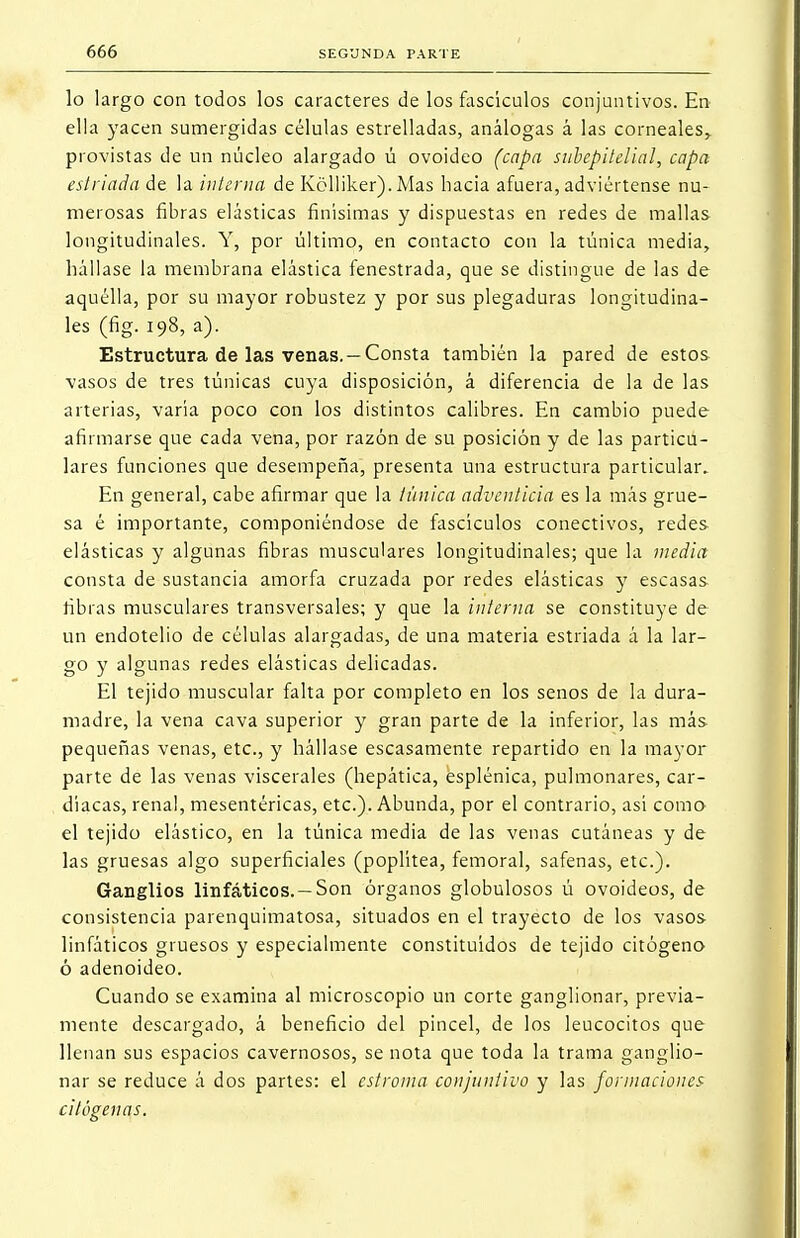 lo largo con todos los caracteres de los fascículos conjuntivos. En ella yacen sumergidas células estrelladas, análogas á las corneales^ provistas de un núcleo alargado ú ovoideo (capa subepiielial, capa estriada de la interna de Kólliker). Mas hacia afuera, adviértense nu- merosas fibras elásticas finísimas y dispuestas en redes de mallas longitudinales. Y, por último, en contacto con la túnica media, hállase la membrana elástica fenestrada, que se distingue de las de aquélla, por su mayor robustez y por sus plegaduras longitudina- les (fig. 198, a). Estructura de las venas. —Consta también la pared de estos vasos de tres túnicas cuya disposición, á diferencia de la de las arterias, varía poco con los distintos calibres. En cambio puede afirmarse que cada vena, por razón de su posición y de las particu- lares funciones que desempeña, presenta una estructura particular. En general, cabe afirmar que la túnica adventicia es la más grue- sa é importante, componiéndose de fascículos conectivos, redes elásticas y algunas fibras musculares longitudinales; que la media consta de sustancia amorfa cruzada por redes elásticas y escasas fibras musculares transversales; y que la interna se constituye de un endotelio de células alargadas, de una materia estriada á la lar- go y algunas redes elásticas delicadas. El tejido muscular falta por completo en los senos de la dura- madre, la vena cava superior y gran parte de la inferior, las más pequeñas venas, etc., y hállase escasamente repartido en la mayor parte de las venas viscerales (hepática, esplénica, pulmonares, car- díacas, renal, mesentéricas, etc.). Abunda, por el contrario, así como el tejido elástico, en la túnica media de las venas cutáneas y de las gruesas algo superficiales (poplítea, femoral, safenas, etc.). Ganglios linfáticos. —Son órganos globulosos ú ovoideos, de consistencia parenquimatosa, situados en el trayecto de los vasos linfáticos gruesos y especialmente constituidos de tejido citógeno ó adenoideo. Cuando se examina al microscopio un corte ganglionar, previa- mente descargado, á beneficio del pincel, de los leucocitos que llenan sus espacios cavernosos, se nota que toda la trama ganglio- nar se reduce á dos partes: el cstroma conjuntivo y las formaciones alógenas.