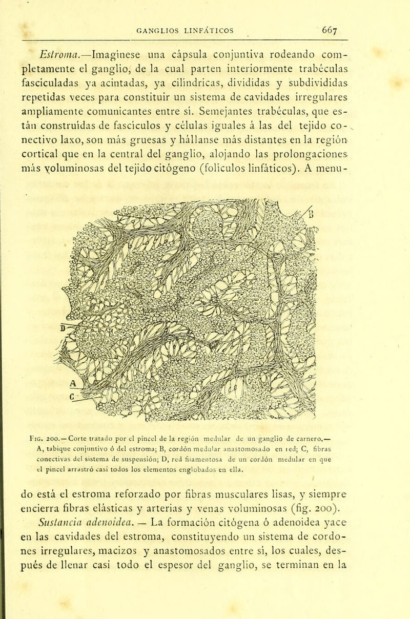 Estroma.—Imagínese una cápsula conjuntiva rodeando com- pletamente el ganglio, de la cual parten interiormente trabéculas fasciculadas ya acintadas, ya cilindricas, divididas y subdivididas repetidas veces para constituir un sistema de cavidades irregulares ampliamente comunicantes entre si. Semejantes trabéculas, que es- tán construidas de fascículos y células iguales á las del tejido co- nectivo laxo, son más gruesas y hállanse más distantes en la región cortical que en la central del ganglio, alojando las prolongaciones más yoluminosas del tejido citógeno (folículos linfáticos). A menu- Fig. 200.—Corte tratado por el pincel de la región medular de un ganglio de carnero.— A, tabique conjuntivo ó del estroma; B, cordón medular anastomosado en ied; C, fibras conectivas del sistema de suspensión; D, red filamentosa de un cordón medular en que el pincel arrastró casi todos los elementos englobados en ella. do está el estroma reforzado por fibras musculares lisas, y siempre encierra fibras elásticas y arterias y venas voluminosas (fig. 200). Sustancia adenoidea. — La formación citógena ó adenoidea yace en las cavidades del estroma, constituyendo un sistema de cordo- nes irregulares, macizos y anastomosados entre si, los cuales, des- pués de llenar casi todo el espesor del ganglio, se terminan en la