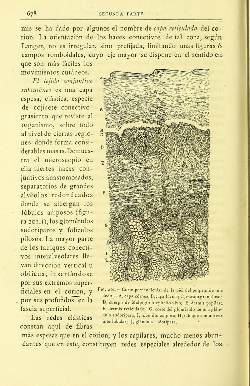 mis se ha dado por algunos el nombre de capa reticulado, del co- rion. La orientación de los haces conectivos de tal zona, según Langer, no es irregular, sino prefijada, limitando unas figuras ó campos romboidales, cuyo eje mayor se dispone en el sentido ert que son más fáciles los movimientos cutáneos. El tejido conjuntivo subcutáneo es una capa espesa, elástica, especie de cojinete conectivo- grasiento que reviste al organismo, sobre todo al nivel de ciertas regio- nes donde forma consi- derables masas. Demues- tra el microscopio en ella fuertes haces con- juntivos anastomosados, separatorios de grandes alvéolos redondeados donde se albergan los lóbulos adiposos (figu- ra 20i,i),losglomérulos sudoríparos y folículos pilosos. La mayor parte de los tabiques conecti- vos interalveolares lle- van dirección vertical ú oblicua, insertándose por sus extremos super- ficiales en el COrion, y ^1S 2°1-—Corte perpendicular de la piel del pulpejo de un> r • . dedo. — A, capa córnea; B, capa lúcida; C, estrato granuloso:. » Por _sus profundos en la D> cucrpo de Ma]pigio ó epitelio V¡VP. % dermis pap¡lar. faSCia Superficial. F, dermis reticulado; G, corte del glomérulo de una glán- LaS redes elásticas dula sudoriPara; '> 'obulillo adiposo; H, tabique conjuntivó. interlobular; J, glándula sudorípara. ' constan aquí de fibras más espesas que en el corion; y los capilares, mucho menos abun- dantes que en éste, constituyen redes especiales alrededor de los.