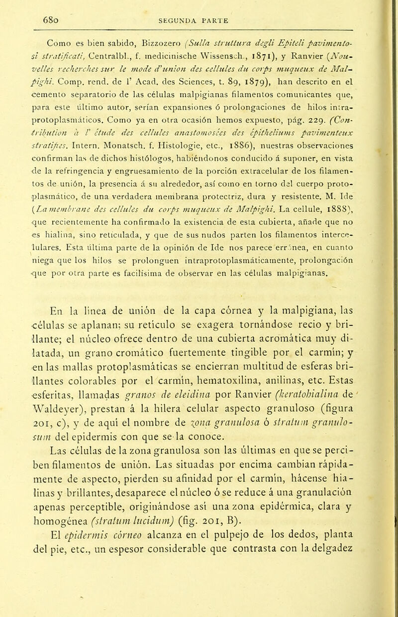 Como es bien sabido, Bizzozero (Sulla struUura degli Epiteli pavimenlo- sl stratificati, Centralbl., f. medicmische Wissensch., 1871), y Ranvier {Nou- velles recherches sur le mode d'unión des cellules du corps muqueiix de Mal- pighi. Comp. rend. de 1' Acad. des Sciences, t. 89, 1879), han descrito en el cemento separatorio de las células malpigianas filamentos comunicantes que, para este último autor, serían expansiones ó prolongaciones de hilos intra- protoplasmáticos. Como ya en otra ocasión hemos expuesto, pág. 229. (Con- tribuiion a /' elude des cellules anastomosées des épitheliums pa~<i?nenteux stratijies, Intern. Monatsch. f. Histologie, etc., 18S6), nuestras observaciones confirman las de dichos histólogos, habiéndonos conducido á suponer, en vista de la refringencia y engruesamiento de la porción extracelular de los filamen- tos de unión, la presencia á su alrededor, así como en torno del cuerpo proto- plasmático, de una verdadera membrana protectriz, dura y resistente. M. Ide {La membrane des cellules du corps muqueux de Malpighi. La cellule, 18SS), •que recientemente ha confirmado la existencia de esta cubierta, añade que no es hialina, sino retículada, y que de sus nudos parten los filamentos interce- lulares. Esta última parte de la opinión de Ide nos parece err inea, en cuanto niega que los hilos se prolonguen intraprotoplasmáticamente, prolongación ■que por otra parte es facilísima de observar en las células malpigianas. En la linea de unión de la capa córnea y la malpigiana, las •células se aplanan; su retículo se exagera tornándose recio y bri- llante; el núcleo ofrece dentro de una cubierta acromática muy di- latada, un grano cromático fuertemente tingible por el carmín; y •en las mallas protoplasmáticas se encierran multitud de esferas bri- llantes colorables por el carmín, hematoxilina, anilinas, etc. Estas ■esferitas, llamadas granos de eleidina por Ranvier (keralobiallna de Waldeyer), prestan á la hilera celular aspecto granuloso (figura 201, c), y de aquí el nombre de Tfina granulosa ó stratum granulo - suin del epidermis con que se la conoce. Las células de la zona granulosa son las últimas en que se perci- ben filamentos de unión. Las situadas por encima cambian rápida- mente de aspecto, pierden su afinidad por el carmín, hácense hia- linas y brillantes, desaparece el núcleo ó se reduce á una granulación apenas perceptible, originándose así una zona epidérmica, clara y homogénea (straítim lucidtim) (fig. 201, B). El epidermis córneo alcanza en el pulpejo de los dedos, planta del pie, etc., un espesor considerable que contrasta con la delgadez