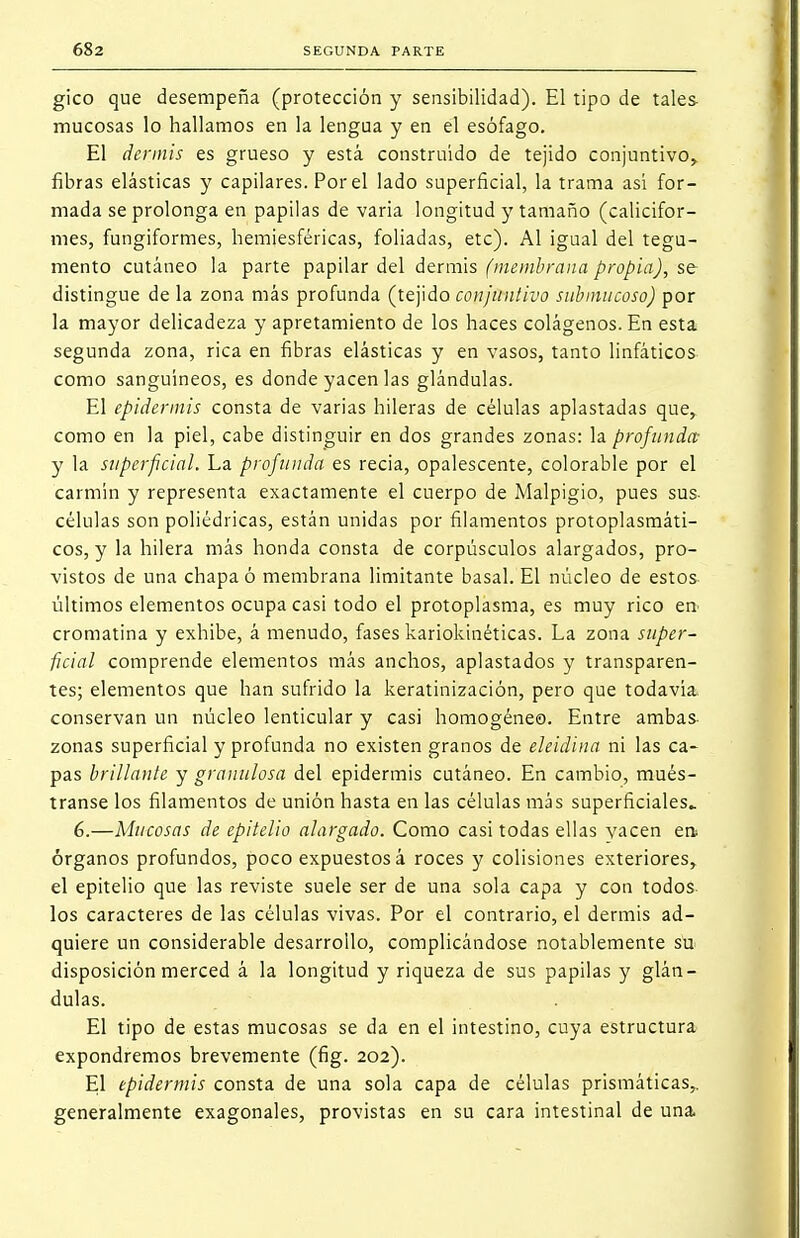 gico que desempeña (protección y sensibilidad). El tipo de tales mucosas lo hallamos en la lengua y en el esófago. El dermis es grueso y está construido de tejido conjuntivo, fibras elásticas y capilares. Por el lado superficial, la trama así for- mada se prolonga en papilas de varia longitud y tamaño (calicifor- mes, fungiformes, hemiesféricas, foliadas, etc). Al igual del tegu- mento cutáneo la parte papilar del dermis (membrana propia), se distingue de la zona más profunda (tejido conjuntivo sitbinucoso) por la mayor delicadeza y apretamiento de los haces colágenos. En esta segunda zona, rica en fibras elásticas y en vasos, tanto linfáticos como sanguíneos, es donde yacen las glándulas. El epidermis consta de varias hileras de células aplastadas que, como en la piel, cabe distinguir en dos grandes zonas: la profunda: y la superficial. La profunda es recia, opalescente, colorable por el carmín y representa exactamente el cuerpo de Malpigio, pues sus células son poliédricas, están unidas por filamentos protoplasmáti- cos, y la hilera más honda consta de corpúsculos alargados, pro- vistos de una chapa ó membrana limitante basal. El núcleo de estos últimos elementos ocupa casi todo el protoplasma, es muy rico en cromatina y exhibe, á menudo, fases kariokinéticas. La zona super- ficial comprende elementos más anchos, aplastados y transparen- tes; elementos que han sufrido la keratinización, pero que todavía conservan un núcleo lenticular y casi homogéneo. Entre ambas zonas superficial y profunda no existen granos de eleidina ni las ca- pas brillante y granulosa del epidermis cutáneo. En cambio, mués- transe los filamentos de unión hasta en las células más superficiales- 6.—Mucosas de epitelio alargado. Como casi todas ellas yacen en» órganos profundos, poco expuestos á roces y colisiones exteriores, el epitelio que las reviste suele ser de una sola capa y con todos los caracteres de las células vivas. Por el contrario, el dermis ad- quiere un considerable desarrollo, complicándose notablemente su disposición merced á la longitud y riqueza de sus papilas y glán- dulas. El tipo de estas mucosas se da en el intestino, cuya estructura expondremos brevemente (fig. 202). El epidermis consta de una sola capa de células prismáticas,, generalmente exagonales, provistas en su cara intestinal de una.