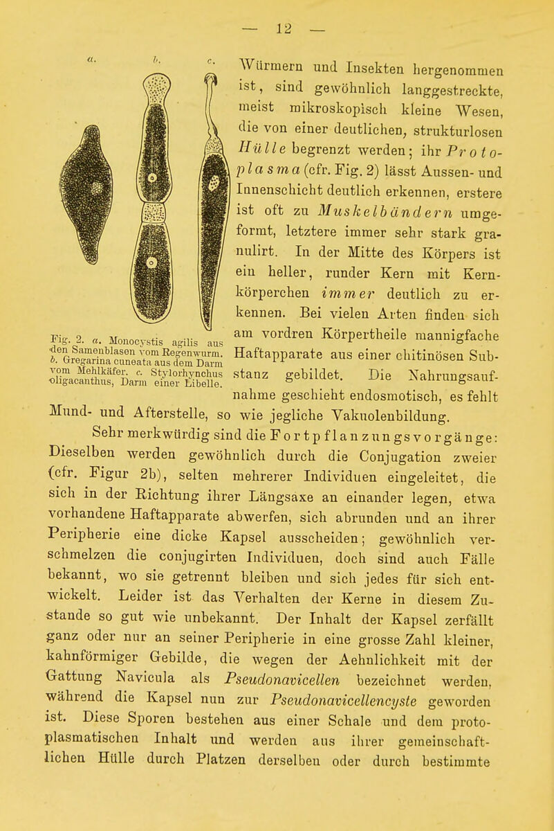 AVürmern und Insekten hergenommen Y ist, sind gewöhnlich langgestreckte, f meist mikroskopisch kleine Wesen, \\ f^ie von einer deutlichen, strukturlosen ^fw//e begrenzt werden; ihr Prot o- 9m P^^^^^ ^^S. 2) lässt Aussen- und MB lanenschicht deutlich erkennen, erstere mm ist oft zu Muskelbändern umge- rformt, letztere immer sehr stark gra- nulirt. In der Mitte des Körpers ist ein heller, runder Kern mit Kern- körperchen immer deutlich zu er- kennen. Bei vielen Arten finden sich Fig. 2. „. Monocvstis a^iii. au. Körpertheile mannigfache tÄnatÄutirL^^^ Haftapparate aus einer chitinösen Sub- ^.S^i>J^'^^^^'^ «t^^ gebildet. Die Nahrungsauf- nähme geschieht endosmotisch, es fehlt Mund- und Afterstelle, so wie jegliche Vakuolenbildung. Sehr merkwürdig sind die Fortpfl an zungs Vorgänge: Dieselben werden gewöhnlich durch die Conjugation zweier (cfr. Figur 2b), selten mehrerer Individ uen eingeleitet, die sich in der Richtung ihrer Längsaxe an einander legen, etwa vorhandene Haftapparate abwerfen, sich abrunden und an ihrer Peripherie eine dicke Kapsel ausscheiden; gewöhnlich ver- schmelzen die conjugirten Individuen, doch sind auch Fälle bekannt, wo sie getrennt bleiben und sich jedes für sich ent- wickelt. Leider ist das Verhalten der Kerne in diesem Zu- stande so gut wie unbekannt. Der Inhalt der Kapsel zerfällt ganz oder nur an seiner Peripherie in eine grosse Zahl kleiner, kahnförmiger Gebilde, die wegen der Aehnlichkeit mit der Gattung Navicula als Pseudonamcellen bezeichnet werden, während die Kapsel nun zur Pseudonavicellencyste geworden ist. Diese Sporen bestehen aus einer Schale und dem proto- plasmatischen Inhalt und werden aus ihrer gemeinschaft- lichen Hülle durch Platzen derselben oder durch bestimmte