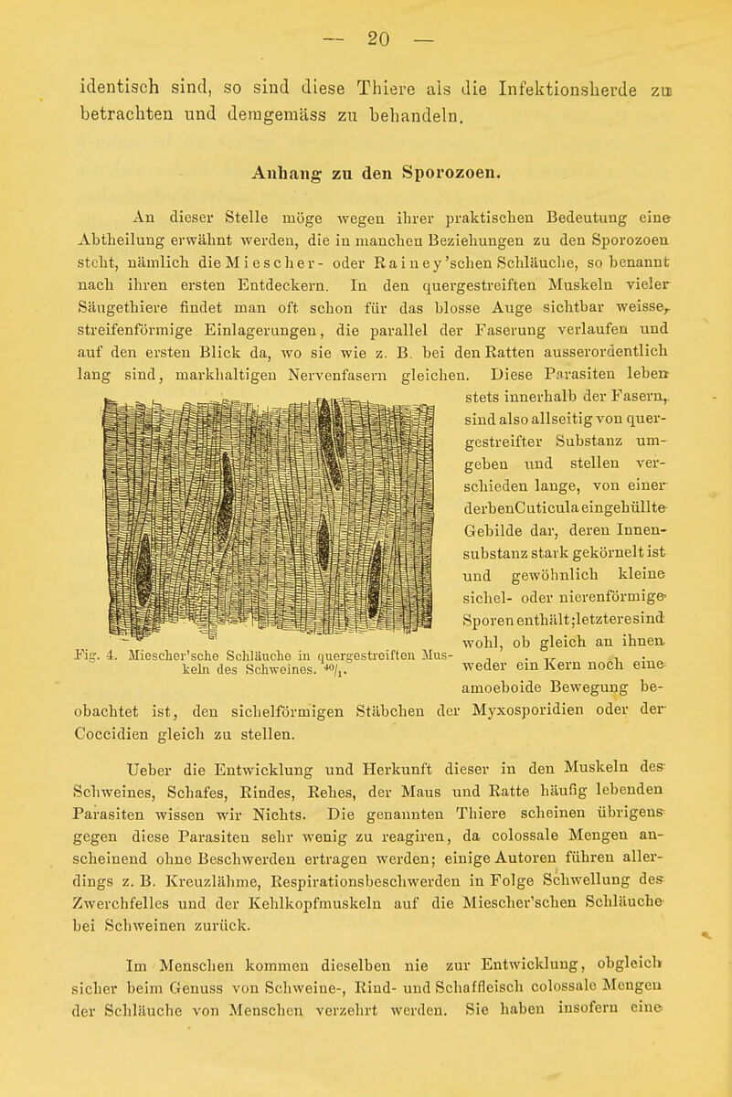 1 identisch sind, so sind diese Thiere als die Infektionsherde zu betrachten und demgemäss zu behandeln. Anhaiiff zu den Sporozoen. An dieser Stelle möge wegen ihrer praktischen Bedeutung eine Abtheilung erwähnt werden, die in manchen Beziehungen zu den Sporozoen steht, nämlich die M i e s eher - oder Ra i n ey'sehen Schläuche, so benannt nach ihren ersten Entdeckern. In den quergestreiften Muskeln vieler Säugethiere findet man oft schon für das blosse Auge sichtbar weisse^ streifenförmige Einlagerungen, die parallel der Faserung verlaufen und auf den ersten Blick da, wo sie wie z. B. bei den Ratten ausserordentlich lang sind, markhaltigeu Nervenfasern gleichen. Diese P.nrasiten lebert stets innerhalb der Fasern^ sind also allseitig von quer- gestreifter Substanz um- geben und stellen ver- schieden lange, von einer derbenCuticula eingehüllte- Gebilde dar, deren Innen- substanz stark gekörnelt ist und gewöhnlich kleine sichel- oder niorenförmige' Sporen enthält ;letzteresind wohl, ob gleich an ihnen, weder ein Kern noch eine- amoeboide Bewegung be- obachtet ist, den sichelförmigen Stäbchen der Myxosporidien oder der Coccidien gleich zu stellen. Ueber die Entwicklung und Herkunft dieser in den Muskeln des- Schweines, Schafes, Rindes, Rehes, der Maus und Ratte häufig lebenden Parasiten wissen wir Nichts. Die genannten Thiere scheinen übrigens- gegen diese Parasiten sehr wenig zu reagiren, da colossale Mengen an- scheinend ohne Beschwerden ertragen werden; einige Autoren führen aller- dings z. B. Kreuzlähme, Respirationsbeschwerden in Folge Schwellung des- Zwerchfelles und der Kehlkopfmuskeln auf die Miescher'schen Schläuche- bei Schweinen zurück. Im Menschen kommen dieselben nie zur Entwicklung, obgleich sicher beim Genuss von Schweine-, Rind- und Schaffleisch colossale Mengen der Schläuche von Menschen verzehrt werden. Sie haben insofern eine: Pia 4. Miescher'sche Schläuche in quergestreiften Mus- keln des Sch-weines.