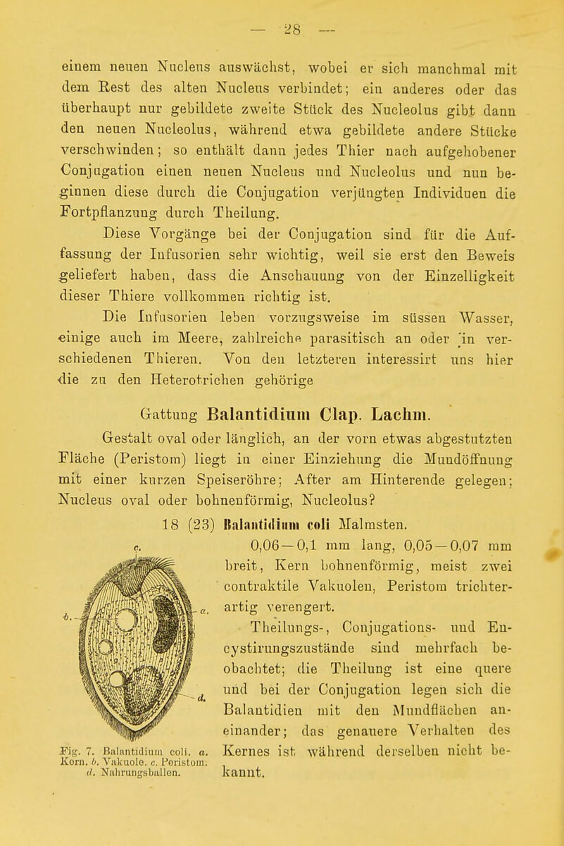 einem neuen Nuclens auswächst, wobei er sich manchmal mit dem Eest des alten Nucleus verbindet; ein anderes oder das Uberhaupt nur gebildete zweite Stück des Nucleolus gibt dann den neuen Nucleolus, während etwa gebildete andere Stücke verschwinden; so enthält dann jedes Thier nach aufgehobener Conjugation einen neuen Nucleus und Nucleolus und nun be- ginnen diese durch die Conjugation verjüngten Individuen die Fortpflanzung durch Theilung. Diese Vorgänge bei der Conjugation sind für die Auf- fassung der Infusorien sebr wichtig, weil sie erst den Beweis geliefert haben, dass die Anschauung von der Einzelligkeit dieser Thiere vollkommen richtig ist. Die Infusorien leben vorzugsweise im süssen Wasser, einige auch im Meere, zahlreicbß parasitisch an oder 'in ver- schiedenen Thieren. Von den letzteren interessirt uns hier ■die zu den Heterotrichen gehörige Gattung Balantidium Clap. Lachm. Gestalt oval oder länglich, an der vorn etwas abgestutzten Fläche (Peristom) liegt in einer Einziehung die Mundöffnung mit einer kurzen Speiseröhre; After am Hinterende gelegen; Nuclens oval oder bohnenförraig, Nucleolus? 18 (23) Italnntidiuni coli Malrasten. 0,06 — 0,1 mm lang, 0,05-0,07 mm breit, Kern bohnenförmig, raeist zwei contraktile Vakuolen, Peristora trichter- artig verengert. Theilungs-, Conjugations- und En- cystirungszustände sind mehrfach be- obachtet; die Theilung ist eine quere und bei der Conjugation legen sich die Balantidien mit den Mundflächen an- einander; das genauere Verhalten des Fig. 7. Balantidium coli. a. Kemes ist während derselben nicht be- Korn, b. Valiuolo. c. Poristoin. cl. Nahrungsballon. kanut.