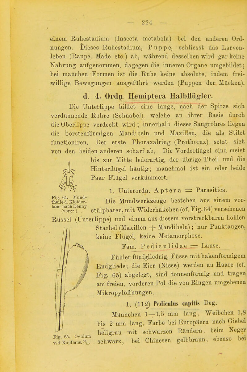 einem Ruhestadiura (Insecta metabola) bei den anderen Ord- nungen. Dieses Ruhestadium, Puppe, schliesst das Larven- leben (Raupe, Made etc.) ab, während desselben wird gar keine Nahrung aufgenommen, dagegen die inneren Organe umgebildet; bei manchen Formen ist die Ruhe keine absolute, indem frei- willige Bewegungen ausgeführt werden (Puppen der Mücken). d. 4. Ordn^Heraiptera Halbflügler. Die Untetlippe bildet eine lange, nach der Spitze sich verdünnende Röhre (Schnabel), welche an ihrer Basis durch die Oberlippe verdeckt wird ; innerhalb dieses Saugrohres liegen die borstenförmigen Mandibeln und Maxillen, die als Stilet functioniren. Der erste Thoraxalring (Prothorax) setzt sich von den beiden anderen scharf ab. Die Vorderflügel sind raeist bis zur Mitte lederartig, der übrige Theil und die Hinterflügel häutig; manchmal ist ein oder beide Paar Flügel verkümmert. 1. TJnterordn. Aptera =: Parasitica. tteiied.Kleider- Die Mundwerkzeuge bestehen aus einem vor- ^^^^ (vtrS''''^ stülpbaren, mit Widerhäkchen (cf. Fig. 64) versehenen Rüssel (Unterlippe) und einem aus diesem vorstreckbaren hohlen Stachel (Maxillen + Mandibeln); nur Punktaugen, keine Flügel, keine Metamorphose. Fam. Pediculidae = Läuse. Fühler fünfgliedrig, Füsse mit hakenförmigem Endgliede; die Eier (Nisse) werden au Haare (cf. Fig. 65) abgelegt, sind tonnenförmig und tragen am'freien, vorderen Pol die von Ringen umgebenen Mikropylöffnungen. 1. (112) Pcdiciiliis capitis Deg. Männchen 1—1,5 mm lang, Weibchen 1,8 bis 2 mm lang, Farbe bei Europäern nach Giebel hellgrau mit schwarzen Rändern, beim Neger ^TKopfiatt schwarz, bei Chinesen gelbbraun, ebenso bei