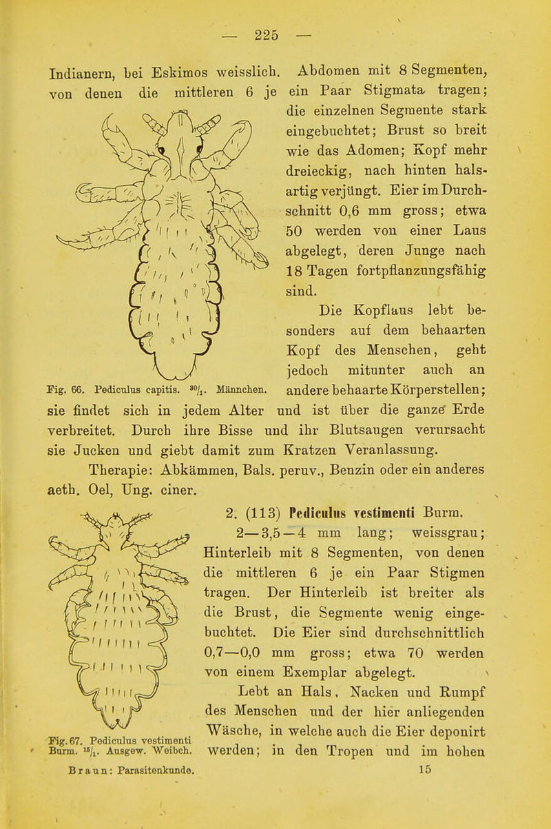 Indianern, bei Eskimos weisslich. von denen die mittleren 6 je Fig. 66. Pediculus capitis, Abdomen mit 8 Segmenten, ein Paar Stigmata, tragen; die einzelnen Segmente stark eingebuchtet; Brust so breit wie das Adomen; Kopf mehr dreieckig, nach hinten hals- artig verjüngt. Eier im Durch- schnitt 0,6 mm gross; etwa 50 werden von einer Laus abgelegt, deren Junge nach 18 Tagen fortpflanzungsfähig sind. ■ Die Kopflaus lebt be- sonders auf dem behaarten Kopf des Menschen, geht jedoch mitunter auch an Männchen, andere behaarte Körperstellen; sie findet sich in jedem Alter und ist über die ganz^ Erde verbreitet. Durch ihre Bisse und ihr Blutsaugen verursacht sie Jucken und giebt damit zum Kratzen Veranlassung. Therapie: Abkämmen, Bals. peruv., Benzin oder ein anderes aeth. Oel, Ung. einer. 2. (113) Pediculus Tcstimenti Burm. 2—3,5 — 4 mm lang; weissgrau; Hinterleib mit 8 Segmenten, von denen die mittleren 6 je ein Paar Stigmen tragen. Der Hinterleib ist breiter als die Brust, die Segmente wenig einge- buchtet. Die Eier sind durchschnittlich 0,7—0,0 mm gross; etwa 70 werden von einem Exemplar abgelegt. ^ Lebt an Hals. Nacken und Rumpf des Menschen und der hier anliegenden Wäsche, in welche auch die Eier deponirt werden; in den Tropen und im hohen 15 Fig. 67. Pediculus vostimenti Buim. Ausgew. Weibch. Braun: Parasitenkunde.