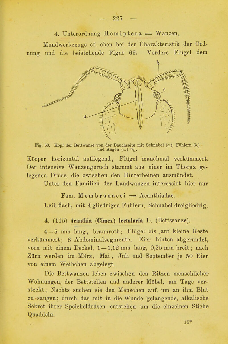 4. Unterordnung Hemiptera = Wanzen. Mundwerkzeuge cf. oben bei der Charakteristik der Ord- nung und die beistehende Figur 69. Vordere Flügel dem Fig. 69. Kopf der Bettwanze von der Bauchseite mit Schnabel (o.), Fühlern (J.) und Augen (,c.) Körper horizontal aufliegend, Flügel manchmal verkümmert. Der intensive Wanzengeruch stammt aus einer im Thorax ge- legenen Drüse, die zwischen den Hinterbeinen ausmündet. Unter den Familien der Landwanzen interessirt hier nur Fam. Membranacei = Acanthiadae. Leib flach, mit 4 gliedrigen Fühlern, Schnabel dreigliedrig. 4. (115) Acaiithia (Cinicx) Icctularia L, (Bettwanze). 4 — 5 mm lang, braunroth; Flügel bis .auf kleine Reste verkümmert; 8 Abdorainalsegmente. Eier hinten abgerundet, vorn mit einem Deckel, 1 —1,12 mm lang, 0,25 mm breit; nach Zürn werden im März, Mai, Juli und September je 50 Eier von einem Weibchen abgelegt. Die Bettwanzen leben zwischen den Ritzen menschlicher Wohnungen, der Bettstellen uud anderer Möbel, am Tage ver- steckt; Nachts suchen sie den Menschen auf, um an ihm Blut zu-saugen; durch das mit in die Wunde gelangende, alkalische Sekret ihrer Speicheldrüsen entstehen um die einzelnen Stiche Quaddeln, 15*