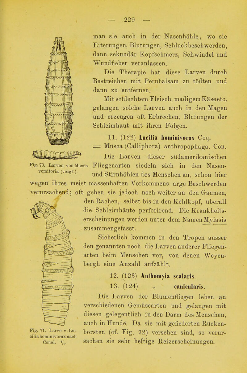 man sie auch in der Nasenhöhle, wo sie Eiterungen, Blutungen, Schluckbeschwerden^ dann sekundär Kopfschmerz, Schwindel und Wundfieber veranlassen. Die Therapie hat diese Larven durch Bestreichen mit Perubalsam zu tödten und dann zu entfernen. Mit schlechtem Fleisch, madigem Käse etc. gelangen solche Larven auch in den Magen und erzeugen oft Erbrechen, Blutungen der Schleimhaut mit ihren Folgen. 11. (122) Lucilla honiinivorax Coq. = Musca (Calliphora) anthropophaga. Con. Die Larven dieser südamerikanischen Kg. 70. Larven von Musca Fliegenarten siedeln sich in den Nasen- vomitona (vergr.). ^^^^ Stirnhöhlen des Menschen an, schon hier wegen ihres meist massenhaften Vorkommens arge Beschwerden verursachend; oft gehen sie jedoch noch weiter an den Gaumen, den Rachen, selbst bis in den Kehlkopf, überall die Schleimhäute perforirend. Die Krankheits- erscheinungen werden unter dem Namen Myiasis zusammengefasst. Sicherlich kommen in den Tropen ausser den genannten noch die Larven anderer Fliegen- arten beim Menschen vor, von denen Weyen- bergh eine Anzahl aufzählt. 12. (123) Aiithoniyia scalaris. 13. (124) „ caniciilaris. Die Larven der BlumenHiegen leben an verschiedenen Geniüsearten und gelangen mit diesen gelegentlich in den Darm des Menschen, auch in Hunde. Da sie mit gefiederten ßücken- Fig. 71. Larve v.Lu- borsten (cf. Fig. 72) versehen sind, so verur- cihanominivoraxnach i • i p • ConeL */,. Sachen sie sehr heftige ßeizerscheinuugen.