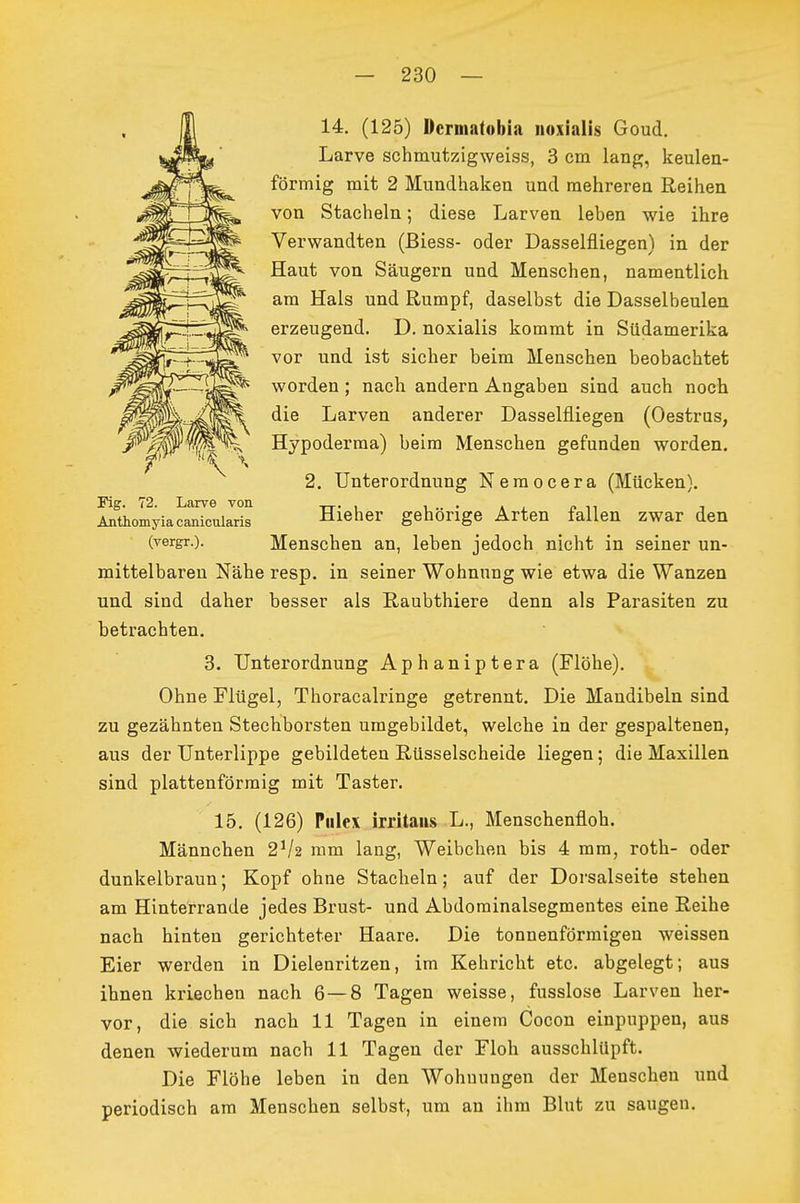 14. (125) Dcrniatobia iioxialis Goud. Larve schmutzigweiss, 3 cm lang, keulen- förmig mit 2 Mundhaken und mehreren Reihen von Stacheln; diese Larven leben wie ihre Verwandten (ßiess- oder Dasselfliegen) in der Haut von Säugern und Menschen, namentlich am Hals und Rumpf, daselbst die Dasselbeulen erzeugend. D. noxialis kommt in Südamerika vor und ist sicher beim Menschen beobachtet worden; nach andern Angaben sind auch noch die Larven anderer Dasselfliegen (Oestrus, Hypoderma) beim Menschen gefunden worden. 2, Unterordnung Neraocera (Mücken). SomyiaciücliJri^ Hieher gehörige Arten fallen zwar den (vergr.). Menschen an, leben jedoch nicht in seiner un- mittelbaren Nähe resp. in seiner Wohnung wie etwa die Wanzen und sind daher besser als Raubthiere denn als Parasiten zu betrachten. 3. Unterordnung Aphaniptera (Flöhe). Ohne Flügel, Thoracalringe getrennt. Die Mandibeln sind zu gezähnten Stechborsten umgebildet, welche in der gespaltenen, aus der Unterlippe gebildeten Rüsselscheide liegen; die Maxillen sind plattenförmig mit Taster. 15. (126) Piilcx irritaiis L., Menschenfloh. Männchen 2V2 mm lang, Weibchen bis 4 mm, roth- oder dunkelbraun; Kopf ohne Stacheln; auf der Dorsalseite stehen am Hinterrande jedes Brust- und Abdorainalsegmentes eine Reihe nach hinten gerichteter Haare. Die tonnenförmigen weissen Eier werden in Dielenritzen, im Kehricht etc. abgelegt; aus ihnen kriechen nach 6—8 Tagen weisse, fusslose Larven her- vor, die sich nach 11 Tagen in einem Cocon einpuppen, aus denen wiederum nach 11 Tagen der Floh ausschlüpft. Die Flöhe leben in den Wohnungen der Menschen und periodisch am Menschen selbst, um an ihm Blut zu saugen.