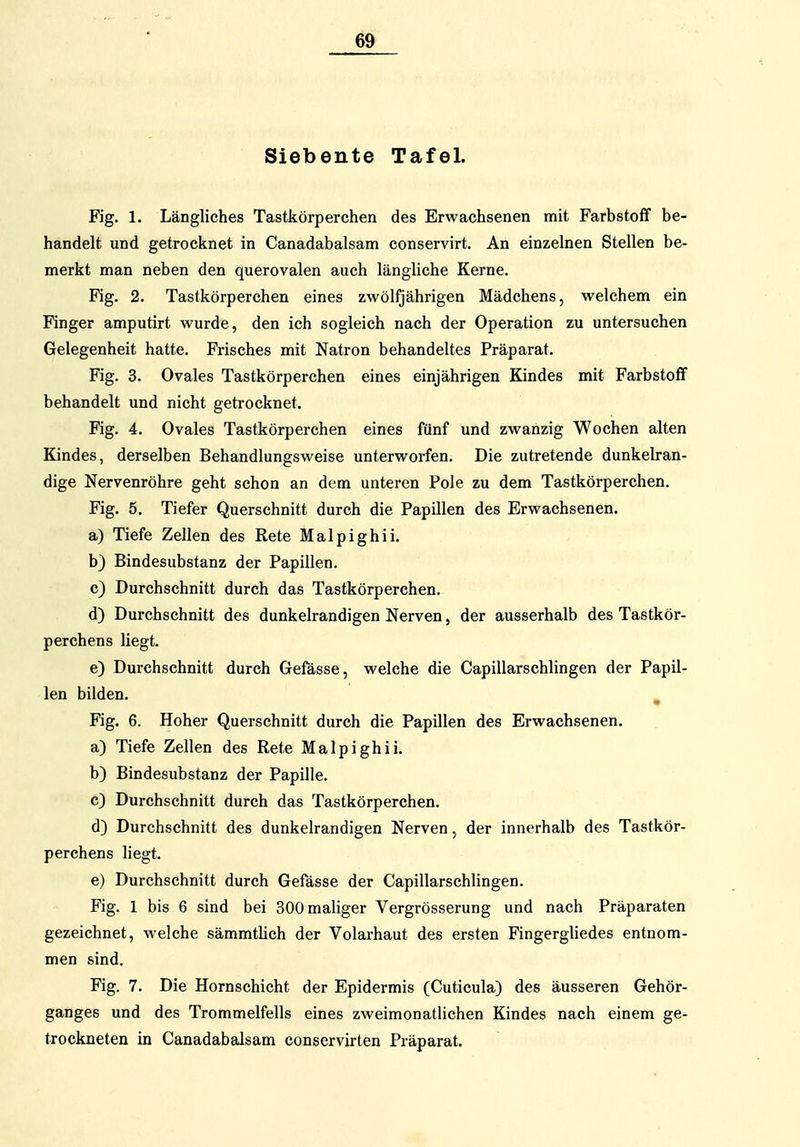 Siebente Tafel. Fig. 1. Längliches Tastliörperchen des Erwachsenen mit Farbstoff be- handelt und getrocknet in Canadabalsam conservirt. An einzelnen Stellen be- merkt man neben den querovalen auch längliche Kerne. Fig. 2. Tastkörperchen eines zwölfjährigen Mädchens, welchem ein Finger amputirt wurde, den ich sogleich nach der Operation zu untersuchen Gelegenheit hatte. Frisches mit Natron behandeltes Präparat. Fig. 3. Ovales Tastkörperchen eines einjährigen Kindes mit Farbstoff behandelt und nicht getrocknet, Fig. 4, Ovales Tastkörperchen eines fünf und zwanzig Wochen alten Kindes, derselben Behandlungsweise unterworfen. Die zutretende dunkelran- dige Nervenröhre geht schon an dem unteren Pole zu dem Tastkörperchen. Fig. 5. Tiefer Querschnitt durch die Papillen des Erwachsenen. a) Tiefe Zellen des Rete Malpighii. b) Bindesubstanz der Papillen. c) Durchschnitt durch das Tastkörperchen, d) Durchschnitt des dunkelrandigen Nerven, der ausserhalb des Tastkör- perchens liegt. e) Durchschnitt durch Gefässe, welche die Capillarschlingen der Papil- len bilden. ^ Fig. 6. Hoher Querschnitt durch die Papillen des Erwachsenen. a) Tiefe Zellen des Rete Malpighii. b) Bindesubstanz der Papille. c) Durchschnitt durch das Tastkörperchen. d) Durchschnitt des dunkelrandigen Nerven, der innerhalb des Tastkör- perchens liegt. e) Durchschnitt durch Gefässe der Capillarschlingen. Fig. 1 bis 6 sind bei SOOmahger Vergrösserung und nach Präparaten gezeichnet, welche sämmtüch der Volarhaut des ersten Fingergliedes entnom- men sind. Fig. 7. Die Hornschicht der Epidermis (Cuticula) des äusseren Gehör- ganges und des Trommelfells eines zweimonatlichen Kindes nach einem ge- trockneten in Canadabalsam conservirten Präparat.