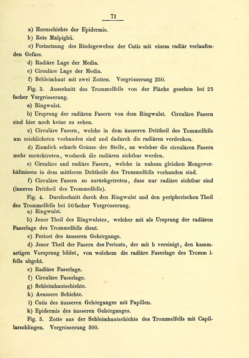 a) Hornschichte der Epidermis. b) Rete Malpighii. c) Fortsetzung des Bindegewebes der Cutis mit einem radiär verlaufen- den Gefäss. d) Radiäre Lage der Media. e) Circuläre Lage der Media. f) Schleimhaut mit zwei Zotten. Vergrösserung 250. Fig. 3. Ausschnitt des Trommelfells von der Fläche gesehen bei 25 facher Vergrösserung. a) Ringwulst. b) Ursprung der radiären Fasern von dem Ringwulst. Circuläre Fasern sind hier noch keine zu sehen. c) Circuläre Fasern, welche in dem äusseren Drittheil des Tommelfells am reichlichsten vorhanden sind und dadurch die radiären verdecken. d) Ziemlich scharfe Gränze der Stelle, an welcher die circulären Fasern mehr zurücktreten, wodurch die radiären sichtbar werden. e) Circuläre und radiäre Fasern, welche in nahezu gleichen Mengever- hältnissen in dem mittleren Drittheile des Trommelfells vorhanden sind. f) Circuläre Fasern so zurückgetreten, dass nur radiäre sichtbar sind (inneres Drittheil des Trommelfells). Fig. 4. Durchschnitt durch den Ringwulst und den peripherischen Theil des Trommelfells bei 50facher Vergrösserung. a) Ringwulst. b) Jener Theil des Ringwulstes, welcher mit als Ursprung der radiären Faserlage des Trommelfells dient. c) Periost des äusseren Gehörgangs. d) Jener Theil der Fasern des Periosts, der mit b vereinigt, den kamm- artigen Vorsprung bildet, von welchem die radiäre Faserlage des Tromm 1- fells abgeht. e) Radiäre Faserlage. f) Circuläre Faserlage. g) Schleimhautschichte. h) Aeussere Schichte. i) Cutis des äusseren Gehörganges mit Papillen, k) Epidermis des äusseren Gehörganges. Fig. 5. Zotte aus der Schleimhautschichte des Trommelfells mit Capil- larschlingen. Vergrösserung 300.