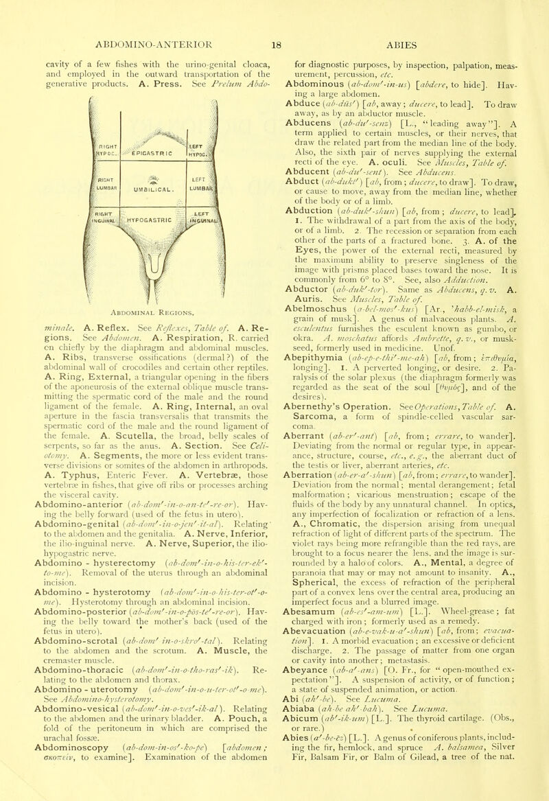 cavity of a few fishes with the urino-genital cloaca, and employed in the outward transportation of the generative products. A. Press. See Prelum Abdo- minale. A. Reflex. See Reflexes, Table of. A. Re- gions. See Abdomen. A. Respiration, R. carried on chiefly by the diaphragm and abdominal muscles. A. Ribs, transverse ossifications (dermal?) of the abdominal wall of crocodiles and certain other reptiles. A. Ring, External, a triangular opening in the fibers of the aponeurosis of the external oblique muscle trans- mitting the spermatic cord of the male and the round ligament of the female. A. Ring, Internal, an oval aperture in the fascia transversalis that transmits the spermatic cord of the male and the round ligament of the female. A. Scutella, the broad, belly scales of serpents, so far as the anus. A. Section. See Celi- otomy. A. Segments, the more or less evident trans- verse divisions or somites of the abdomen in arthropods. A. Typhus, Enteric Fever. A. Vertebrae, those vertebrse in fishes, that give off ribs or processes arching the visceral cavity. Abdomino-anterior {nb-dom'-in-o-nn-tc'-re-or'). Hav- ing the lielly forward (used of the fetus in utero). Abdomino-genital [ab-dom'-in-o-jeii'-it-al). Relating' to the abdomen and the genitalia. A. Nerve, Inferior, the ilio-inguinal nerve. A. Nerve, Superior, the ilio- hypogastric nerve. Abdomino - hysterectomy [ah-dom'-iii-o-his-ler-ek'- to-me). Removal of the uterus through an abdominal incision. Abdomino - hysterotomy [ab-dom'-in-o-his-ter-ot'-o- iiie). Hysterotomy through an abdominal incision. Abdomino-posterior [ab-dom'-iu-o-pos-le'-i-e-or). Hav- ing the belly toward the mother's back (used of the fetus in utero). Abdomino-scrotal (ab-dom' in-o-skro'-tal'). Relating to the abdomen and the scrotum. A. Muscle, the cremaster muscle. Abdomino-thoracic [ab-dom'-in-o-tho-ras'Re- lating to the abdomen and thorax. Abdomino - uterotomy [ab-doju'-in-o-K-ler-ol'-o-me^. See Abdomino-h vsterototny. Abdomino-vesical [ab-dom'-in-o-ves'-ik-al). Relating to the abdomen and the urinary bladder. A. Pouch, a fold of the peritoneum in which are comprised the urachal fossce. Abdominoscopy [ab-dom-ift-os'-ko-pe') \_abdomen ; CKo-fiv, to examine]. Examination of the abdomen for diagnostic purposes, by inspection, palpation, meas- urement, percussion, eU. Abdominous [ab-dom'-in-us) \_abdere, to hide]. Hav- ing a large abdomen. Abduce [ab-diis') \_ab, away ; diuere, to lead]. To draw away, as by an abductor muscle. Abducens [ab-du'-senz) [L., leading away]. A term applied to certain muscles, or their nerves, that draw the related part from the median line of the body. Also, the sixth pair of nerves supplying the external recti of the eye. A. oculi. See Muscles, Table of. Abducent [ab-du'-sent). See Abducens. Abduct [ab-dukl') \_ab, from; ducere, to draw]. To draw, or cause to move, away from the median line, whether of the body or of a limb. Abduction [ab-diik'-shun) \_ab, from; ducere, to lead], I. The withdrawal of a part from the axis of the l)ody, or of a limb. 2. The recession or separation from each other of the parts of a fractured bone. 3. A. of the Eyes, the power of the external recti, measured by the maximum ability to preserve singleness of the image with prisms placed bases toward the nose. It is commonly from 6° to 8°. See, also Adduction. Abductor [ab-dt/k'-tor). Same as Abducens, q. v. A. Auris. See Muscles, Table of. Abelmoschus [a-bel-mos'-kus) [Ar., ^habb-el-misk, a grain of musk]. A genus of malvaceous plants. A. esculcntus furnishes the esculent known as gumbo, or okra. A. moschatus affords Ambrette, q. v., or musk- seed, formerly used in medicine. Unof. Abepithymia [ab-ep-e-thi'-me-ali) [ff^, from; ETviOvfi'ia, longing]. I. A perverted longing, or desire. 2. Pa- ralysis of the solar plexus (the diaphragm formerly was regarded as the seat of the soul [jivii6g'\, and of the desires). Abernethy's Operation. ?><ie.Opcrations,Table of. A. Sarcoma, a form of spindle-celled vascular sar- coma. Aberrant [ab-er'-ant) [ab, from; errare, to wander]. Deviating from the normal or regular type, in appear- ance, structure, course, etc., e.g., the aberrant duct of the testis or liver, aberrant arteries, etc. Aberration (ai-^r-a'-j/zz^w) \_ab,ixom; i?;7-rt;'<?,to wander]. Deviation from the normal; mental derangement; fetal malformation; vicarious menstruation; escape of the fluids of the body by any unnatural channel. In optics, any imperfection of focalization or refraction of a lens. A., Chromatic, the dispersion arising from unequal refraction of light of different parts of the spectrum. The violet rays being more refrangible than the red rays, are brought to a focus nearer the lens, and the image is sur- rounded by a halo of colors. A., Mental, a degree of paranoia that may or may not amount to insanity. A., Spherical, the excess of refraction of the peripheral part of a convex lens over the central area, producing an imperfect focus and a bluired image. Abesamum [ab-es'-am-um) [L.]. Wheel-grease; fat charged with iron; formerly used as a remedy. Abevacuation [ab-e-vak-u-a'-shun) \_ab, from; evacua- tion'^. I. A morbid evacuation ; an excessive or deficient discharge. 2. The passage of matter from one organ or cavity into another; metastasis. Abeyance [ab-a'-ans) [O. Fr., for  open-mouthed ex- pectation]. A suspension of activity, or of function; a state of suspended animation, or action. Abi [aid-be). See Lucuma. Abiaba [ah-be ah'-bah). See Lucuma. Abicum [ab'-ik-um) [L.]. The thyroid cartilage. (Obs., or rare.) Abies [a'-be-c^) [L.]. A genus of coniferous plants, includ- ing the fir, hemlock, and spruce A. balsainea, .Silver Fir, Balsam Fir, or Balm of Gilead, a tree of the nat.