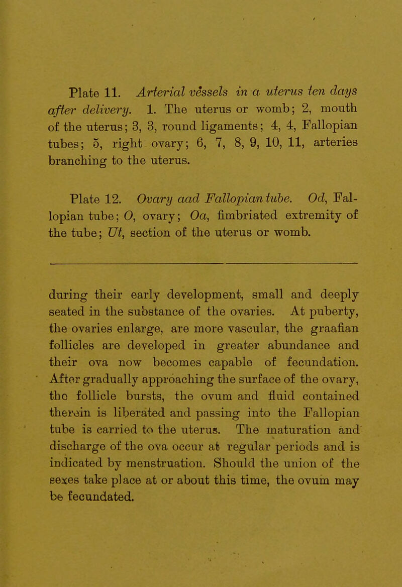 after delivery. 1. The uterus or womb; 2, mouth of the uterus; 3, 3, round ligaments; 4, 4, Fallopian tubes; 5, right ovary; 6, 7, 8, 9, 10, 11, arteries branching to the uterus. Plate 12. Ovary aad Fallopian tube. Od, Fal- lopian tube; O, ovary; Oa, fimbriated extremity of the tube; Ut, section of the uterus or womb. during their early development, small and deeply seated in the substance of the ovaries. At puberty, the ovaries enlarge, are more vascular, the graafian follicles are developed in greater abundance and their ova now becomes capable of fecundation. After gradually approaching the surface of the ovary, tho follicle bursts, the ovum and fluid contained therein is liberated and passing into the Fallopian tube is carried to the uterus. The maturation and discharge of the ova occur at regular periods and is indicated by menstruation. Should the union of the sexes take place at or about this time, the ovum may be fecundated.