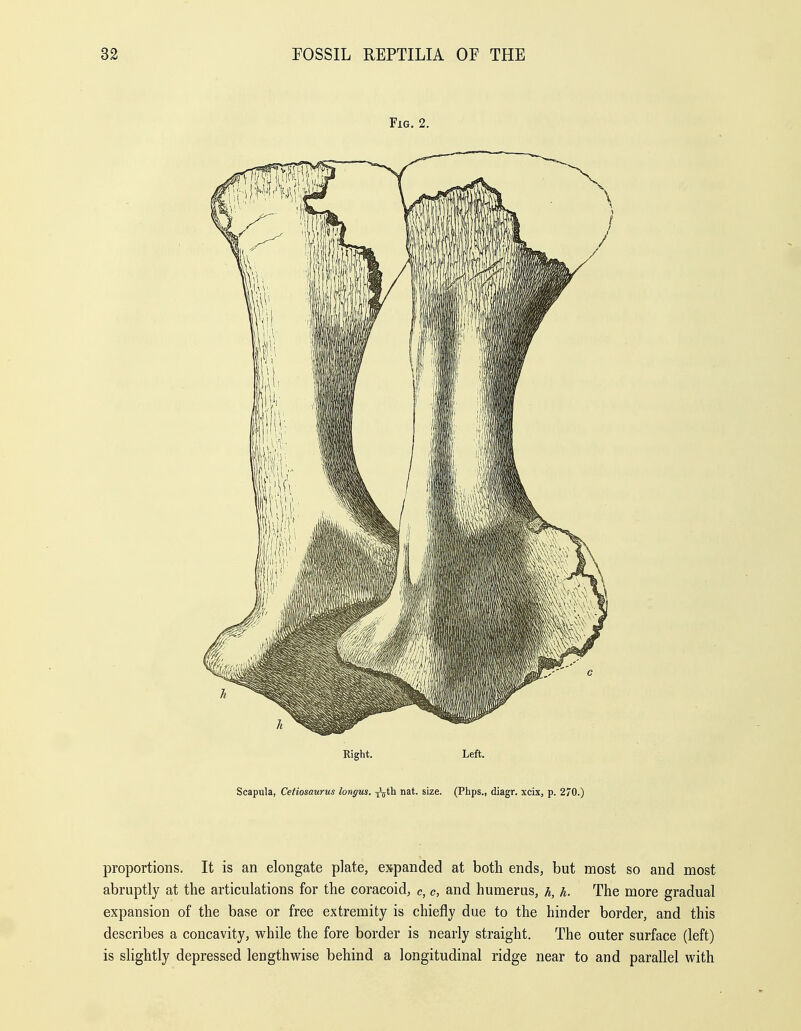 Fig. 2. Right. Left. Scapula, Cetiosaurus longus. ■j'jth nat. size. (Phps., diagr. xcLx, p. 270.) proportions. It is an elongate plate, expanded at both ends, but most so and most abruptly at the articulations for the coracoid, c, c, and humerus, h, h. The more gradual expansion of the base or free extremity is chiefly due to the hinder border, and this describes a concavity, while the fore border is nearly straight. The outer surface (left) is slightly depressed lengthwise behind a longitudinal ridge near to and parallel with