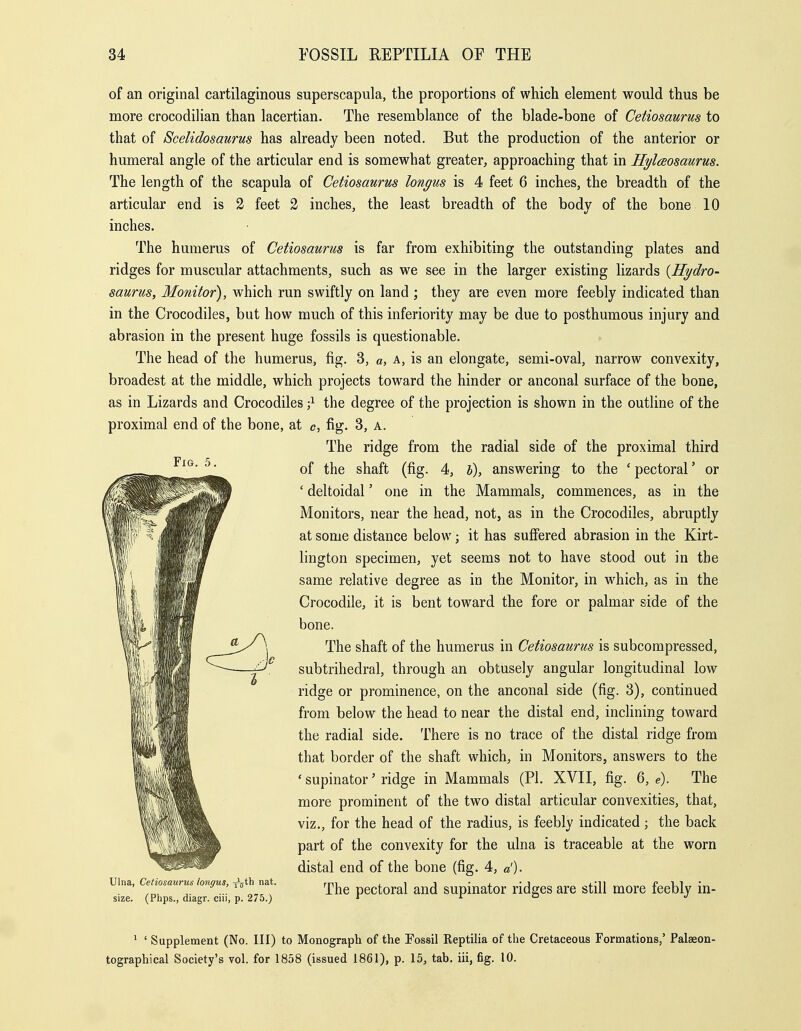 Fig. 5, of an original cartilaginous superscapula, the proportions of which element would thus be more crocodiHan than lacertian. The resemblance of the blade-bone of Cetiosaurus to that of Scelidosaurus has already been noted. But the production of the anterior or humeral angle of the articular end is somewhat greater, approaching that in Hylceosaurus. The length of the scapula of Cetiosaurus longus is 4 feet 6 inches, the breadth of the articular end is 2 feet 2 inches, the least breadth of the body of the bone 10 inches. The humerus of Cetiosaurus is far from exhibiting the outstanding plates and ridges for muscular attachments, such as we see in the larger existing lizards {Hydro- saurus, Monitor), which run swiftly on land ; they are even more feebly indicated than in the Crocodiles, but how much of this inferiority may be due to posthumous injury and abrasion in the present huge fossils is questionable. The head of the humerus, fig. 3, a, a, is an elongate, semi-oval, narrow convexity, broadest at the middle, which projects toward the hinder or anconal surface of the bone, as in Lizards and Crocodiles the degree of the projection is shown in the outline of the proximal end of the bone, at c, fig. 3, a. The ridge from the radial side of the proximal third of the shaft (fig. 4, b), answering to the ' pectoral' or ' deltoidal' one in the Mammals, commences, as in the Monitors, near the head, not, as in the Crocodiles, abruptly at some distance below; it has suffered abrasion in the Kirt- lington specimen, yet seems not to have stood out in the same relative degree as in the Monitor, in which, as in the Crocodile, it is bent toward the fore or palmar side of the bone. The shaft of the humerus in Cetiosaurus is subcorapressed, subtrihedral, through an obtusely angular longitudinal low ridge or prominence, on the anconal side (fig. 3), continued from below the head to near the distal end, inclining toward the radial side. There is no trace of the distal ridge from that border of the shaft which, in Monitors, answers to the ' supinator' ridge in Mammals (PI. XVII, fig. 6, e). The more prominent of the two distal articular convexities, that, viz., for the head of the radius, is feebly indicated; the back part of the convexity for the ulna is traceable at the worn distal end of the bone (fig. 4, a'). Ulna, Cetmsaurus longus, xVth nat. pectoral and supiuator ridgcs are still more feebly in- size. (Phps., diagr. cm, p. 275.) ^ ^ ' ' Supplement (No. Ill) to Monograph of the Fossil Reptilia of the Cretaceous Formations,' Palseon- tographical Society's vol. for 1858 (issued 1861), p. 15, tab. iii, fig. 10.