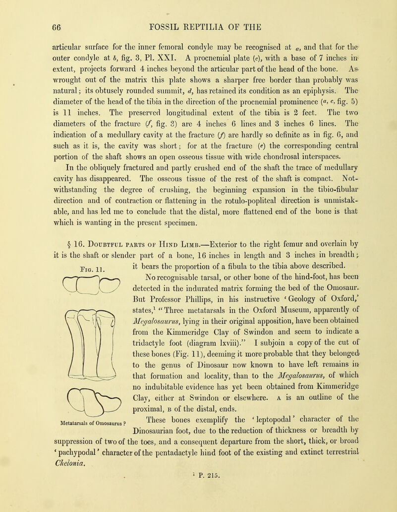 articular surface for the inner femoral condyle may be recognised at «, and that for the outer condyle at h, fig. 3, PI. XXI. A procnemial plate [c), with a base of 7 inches in< extent, projects forward 4 inches beyond the articular part of the head of the bone. As- wrought out of the matrix this plate shows a sharper free border than probably was natural; its obtusely rounded summit, d, has retained its condition as an epiphysis. The diameter of the head of the tibia in the direction of the procnemial prominence («) fig. 5) is 11 inches. The preserved longitudinal extent of the tibia is 2 feet. The two diameters of the fracture (/, fig. 3) are 4 inches 6 lines and 3 inches 6 lines. The indication of a medullary cavity at the fracture if) are hardly so definite as in fig. 6, and such as it is, the cavity was short; for at the fracture (e) the corresponding central portion of the shaft shows an open osseous tissue with wide chondrosal interspaces. In the obliquely fractured and partly crushed end of the shaft the trace of medullary cavity has disappeared. The osseous tissue of the rest of the shaft is compact. Not- withstanding the degree of crushing, the beginning expansion in the tibio-fibular direction and of contraction or flattening in the rotulo-popliteal direction is unmistak- able, and has led me to conclude that the distal, more flattened end of the bone is that which is wanting in the present specimen. § 16. Doubtful parts of Hind Limb.—Exterior to the right femur and overlain by it is the shaft or slender part of a bone, 16 inches in length and 3 inches in breadth > it bears the proportion of a fibula to the tibia above described. No recognisable tarsal, or other bone of the hind-foot, has been detected in the indurated matrix forming the bed of the Omosamv But Professor Phillips, in his instructive ' Geology of Oxford,' states,^  Three metatarsals in the Oxford Museum, apparently of Me(/alosauriis, lying in their original apposition, have been obtained from the Kimmeridge Clay of Swindon and seem to indicate a tridactyle foot (diagram Ixviii). I subjoin a copy of the cut of these bones (Fig. 11), deeming it more probable that they belonged to the genus of Dinosaur now known to have left remains in that formation and locality, than to the Megalosaurus, of which no indubitable evidence has yet been obtained from Kimmeridge Clay, either at Swindon or elsewhere, a is an outhne of the proximal, b of the distal, ends. These bones exemplify the ' leptopodal' character of the Dinosaurian foot, due to the reduction of thickness or breadth by suppression of two of the toes, and a consequent departure from the short, thick, or broad * pachypodal' character of the pentadactyle hind foot of the existing and extinct terrestrial Chelonia. Tig. 11. Metatarsals of Omosaurus ? P. 215.