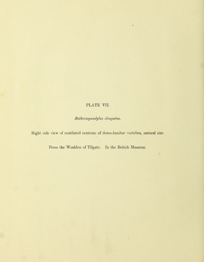 Bothriospondylus elongatus. Right side view of mutilated centrum of dorso-lumbar vertebra, natural size. From the Weal den of Tilgate. In the British Museum.