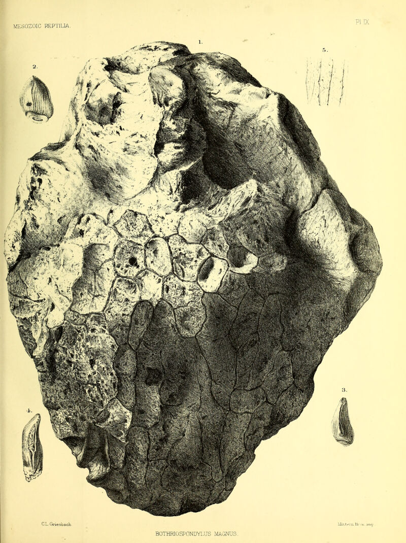 CL GriesDa-cVi BOTHRIOSPONDYLUS MAGNUS