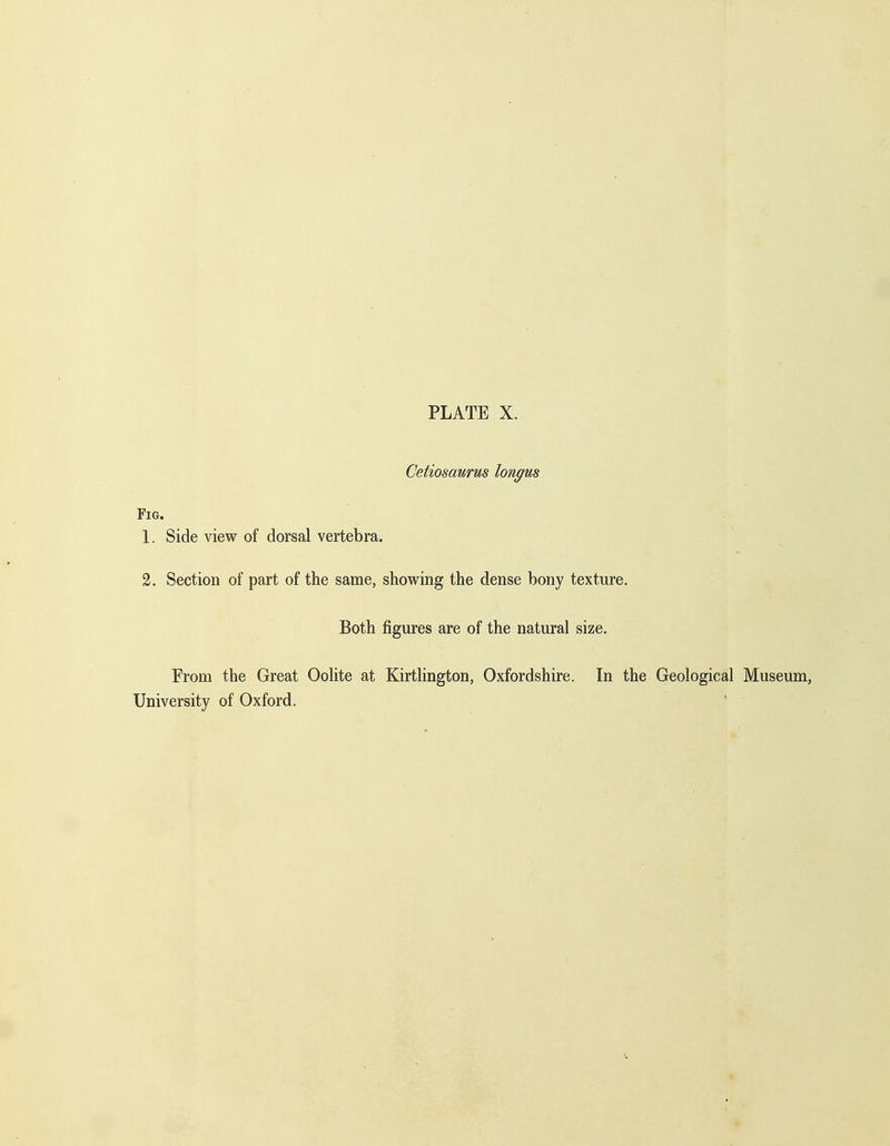 Cetiosaurus longus Fig. 1. Side view of dorsal vertebra. 2. Section of part of the same, showing the dense bony texture. Both figures are of the natural size. From the Great Oohte at Kirtlington, Oxfordshire. In the Geological Museum, University of Oxford.
