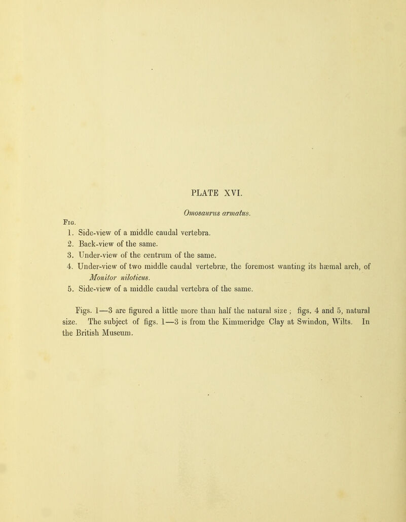 Omosaurus armatm. Fig. 1. Side-view of a middle caudal vertebra. 2. Back-view of the same. 3. Under-view of the centrum of the same, 4. Under-view of two middle caudal vertebrae, the foremost wanting its hgemal arch, of Monitor niloticm. 5. Side-view of a middle caudal vertebra of the same. Figs. 1—3 are figured a little more than half the natural size ; figs, 4 and 5, natural size. The subject of figs. 1—3 is from the Kimmeridge Clay at Swindon, Wilts. In the British Museum.