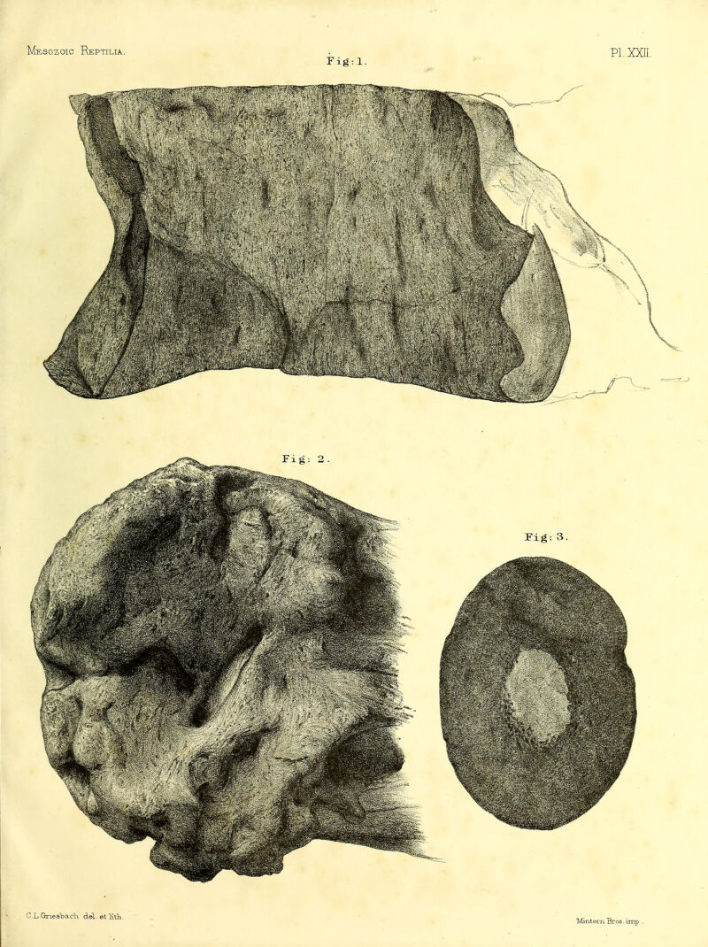 Mesozoic Reptilia. Fig:l Pl.xxn C-L Gries'bach del. et lith Mintern Bros. imp