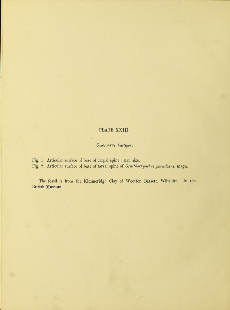 Omosaums hastiger. Fig. 1. Articular surface of base of carpal spine : nat. size. Pig. 2. Articular surface of base of tarsal spine of Ornithorhynclms paradoxus, magn. The fossil is from the Kimmeridge Clay of Wootton Bassett, Wiltshire. In British Museum.