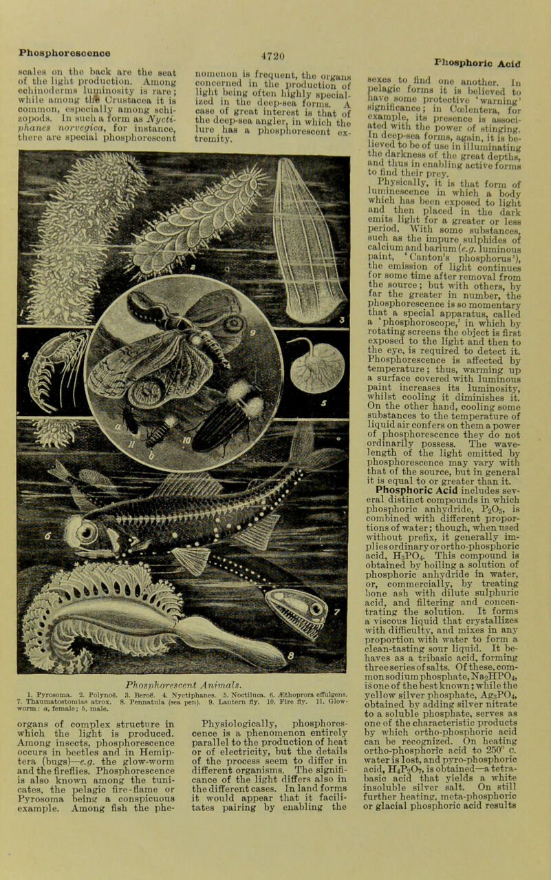 Phosplioresoonoo Moales on the baok are the auut of tlie light production. Among echinoilenns luminosity is rare; while among tire Cnistacea it is common, especially among schi- zopods. In such a form as Nycti- phanes norvegica, for instance, there are special phosphorescent 4720 uomonon is frequent, the organs concerned in the production of light being often highly special- ized in the deep-sea forms. A case of great interest is that of the deep-sea angler, in which the lure has a phosphorescent ex- tremity. Phosphorp^r.p.nt Animals. 1. Pyrosoma. 2. PolynoS. 3. Berog. 4. Nyctiphanes. 5. Noctilnca. 6. ^thoprora effulgens. 7. Thaumatostoinlas atvox. 8. Peniiatula (sea jren). 9. Lantern fly. 10. Fire fly. 11. Glow- worm : a, female; b, male. organs of complex structure in which the light is produced. Among insects, phosphorescence occurs in beetles and in Hemip- tera (bugs)—e.gr. the glo-w-worm and the fireflies. Phosphorescence is also known among the tuni- cates, the pelagic fire-flame or Pyrosoma beinsr a conspicuous example. Among fish the phe- Physiologically, phosphores- cence is a phenomenon entirely parallel to the production of heat or of electricity, but the details of the process seem to differ in different organisms. The signifi- cance of the light differs also in the different cases. In land forms it would appear that it facili- tates pairing by enabling the Fhosphoric Acid sexes to find one another. In pelagic forms it is believed to liave some protective 'warning' significance; in Coelenteia, for example, its presence is associ- ated with the power of stinging In deep-sea forms, again, it is be- lieved to be of use in illuminating the (larkness of the great depths, and thus in enabling active forms to find their prey. Physically, it is that form of luminescence in which a body which has been exposed to light and then placed in the dark emits light for a greater or less period. With some substances, such as the impure sulphides of calcium and barium (e.g. luminous paint, Canton's phosphorus'), the emission of light continues for some time after removal from the source; but with others, by far the greater in number, the phosphorescence is so momentary that a special apparatus, called a phosphoroscope,' in which by rotating screens the object is first exposed to the light and then to the eye, is required to detect it. Phosphorescence is affected by temperature; thus, warming up a surface covered with luminous paint increases its luminosity, whilst cooling it diminishes it. On the other hand, cooling some substances to the temperature of liquid air confers on them a power of phosphorescence they do not ordinarily possess. The wave- length of the light emitted by phosphorescence may vary with that of the source, but in general it is equal to or greater than it. Phosphoric Acid includes sev- eral distinct compounds in which phosphoric anhydride, P2O5, is combined with different propor- tions of water; though, when used without prefix, it generally im- plies ordinary or ortho-phosphoric acid, H3PO4. This compound is obtained by boiling a solution of phosphoric anhydride in water, or, commercially, by treating bone ash with dilute sulphuric acid, and filtering and concen- trating the solution. It forms a viscous liquid that crystallizes with difficulty, and mixes in any proportion with water to form a clean-tasting sour liquid. It be- haves as a tribasic acid, forming three series of salts. Of these, com- raonsodiumphosphate, Na2HP04, is one of the best known; while the yellow silver phosphate, Ag.'tP04, obtained by adding silver nitrate to a soluble phosphate, serves as one of the characteristic products by which ortho-phosphoric acid can be recognized. On heating ortho-phosphoric acid to 250° c. water is lost, and pyro-phosphoric acid, H4P2O7, is obtained—a tetra- basic acid that yields a white insoluble silver salt. On still further heating, meta-phosphoric or glacial phosphoric acid results