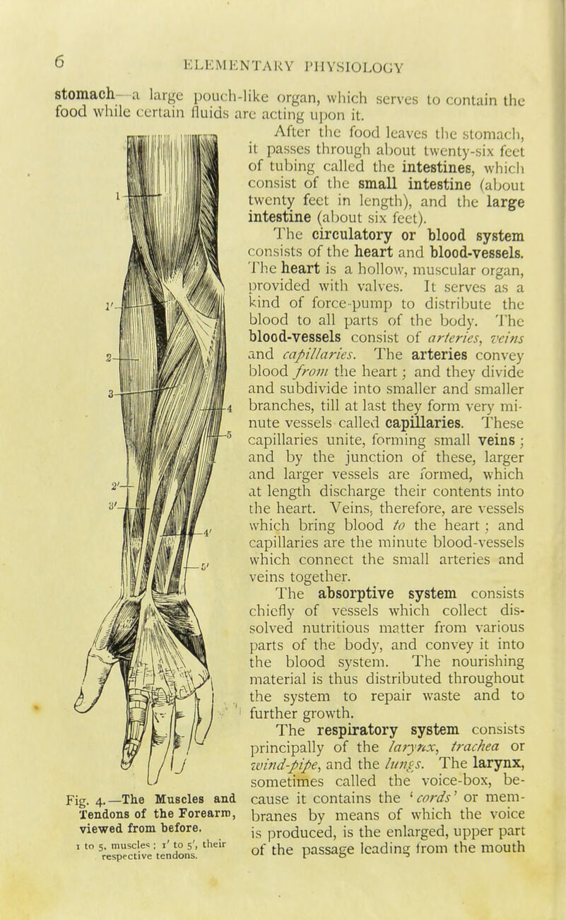 stomach- a large food while certain serves to contain the 1'- , x'^ ii a'. u Fig. 4.—The Tendons of viewed from before to 5, muscles ; i' to 5', respective tendons. pouch-like organ, which fluids are acting upon it. After the food leaves the stomach, it passes through about twenty-six feet of tubing called the intestines, which consist of the small intestine (about twenty feet in length), and the large intestine (about six feet). The circulatory or blood system consists of the heart and blood-vessels. The heart is a hollow, muscular organ, provided with valves. It serves as a kind of force-pump to distribute the blood to all parts of the body. The blood-vessels consist of arteries, veins and capillaries. The arteries convey blood from the heart; and they divide and subdivide into smaller and smaller branches, till at last they form very mi- nute vessels called capillaries. These capillaries unite, forming small veins ; and by the junction of these, larger and larger vessels are formed, which at length discharge their contents into the heart. Veins, therefore, are vessels which bring blood to the heart : and capillaries are the minute blood-vessels which connect the small arteries and veins together. The absorptive system consists chiefly of vessels which collect dis- solved nutritious matter from various parts of the body, and convey it into the blood system. The nourishing material is thus distributed throughout the system to repair waste and to further growth. The respiratory system consists principally of the larynx, trachea or wind-pipe, and the lun^s. The larynx, sometimes called the voice-box, be- cause it contains the '■cords' or mem- branes by means of which the voice is produced, is the enlarged, upper part of the passage leading from the mouth Muscles and the Forearro, their