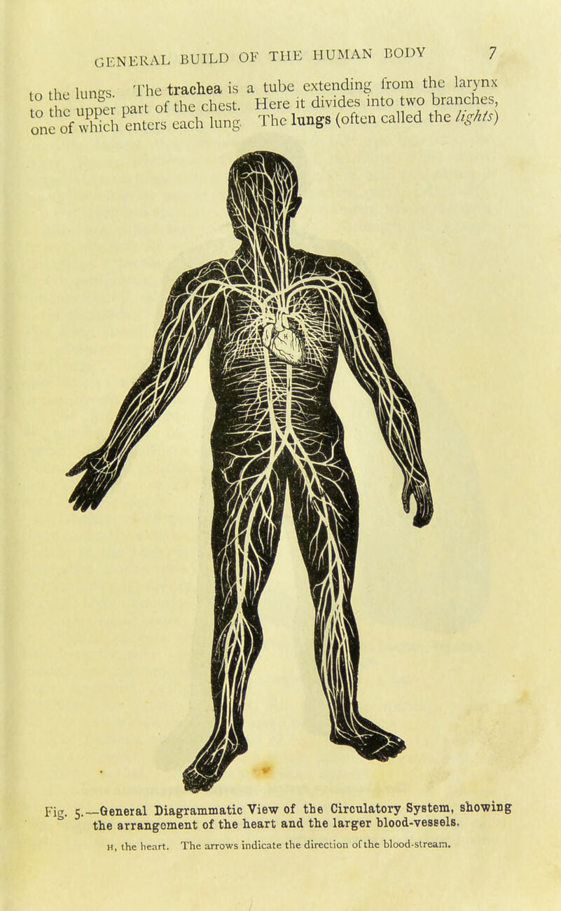 lo the luiiRs. The trachea is a tube extending from the larynx o t e upper part of the chest. Here k divides into two branches one o^N^^^ch enters each lung. The lungs (often called the /ig/rfs) Fig. 5.—General Diagrammatic View of the Circulatory System, showing the arrangement of the heart and the larger blood-vessels. H, the heart. The arrows indicate the direction of the blood-stream.