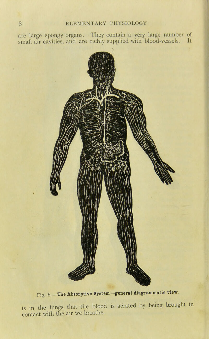 are large spongy organs. 'I'hey contain a very large number of small air cavities, and are richly supplied with blood-vessels. It Fig. 6. —The Absorptive System—general diagrammatic view IS in the lungs that the blood is aerated by being brought contact with the air we breathe.