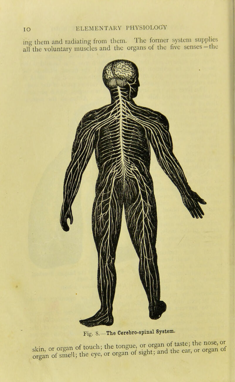 ing them and radiating from them. The former system supplies all the voluntary muscles and the organs of the five senses-the Fig. 8.—The Cerebro-spinal System. skin, or organ of touch; the tongue o-'^™;^,^^^j^o^^Tgfr; of organ of smell; the eye, or organ of sight, ana tne ear, 6