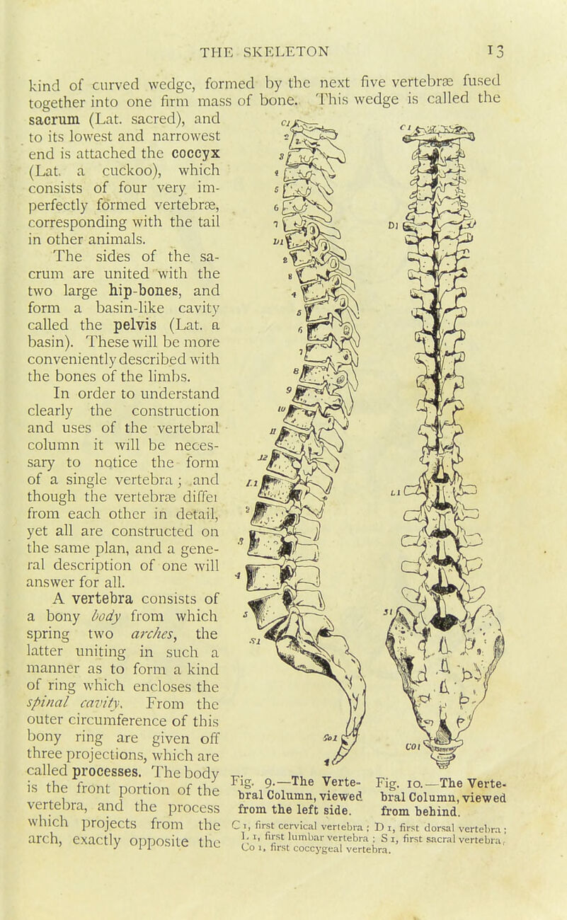 kind of curved wedge, formed by the next five vertebra fused together into one firm mass of bone. This wedge is called the sacrum (Lat. sacred), and to its lowest and narrowest end is attached the coccyx (Lat. a cuckoo), which consists of four very im- perfectly formed vertebras, corresponding with the tail in other animals. The sides of the sa- crum are united with the two large hip-bones, and form a basin-like cavity called the pelvis (Lat. a basin). These will be more conveniently described with the bones of the limbs. In order to understand clearly the construction and uses of the vertebral column it will be neces- sary to notice the form of a single vertebra ; and though the vertebras diffei from each other in detail, yet all are constructed on the same plan, and a gene- ral description of one Avill answer for all. A vertebra consists of a bony body from which spring two arches^ the latter uniting in such a manner as to form a kind of ring which encloses the spinal cavity. From the outer circumference of this bony ring are given off three projections, which are called processes. The body is the front portion of the vertebra, and the process which projects from the arch, exactly opposite the Fig. 9.—The Verte- bral Column, viewed from the left side. C 1, first cervical vertebra ; D i, first dorsal vertebra ; 1, I, first lumbar vertebra ; S i, first sacral vertebra,' Co I, first coccygeal vertebra. Fig. 10.—The Verte- bral Column, viewed from behind.