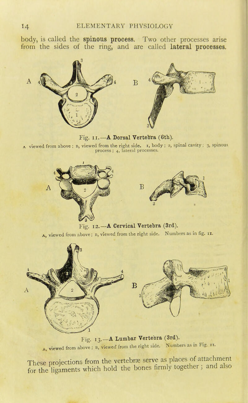 body, is called the spinous process. Two other processes arise from the sides of the ring, and are called lateral processes. process ; 4, lateral processes. Fig. 12.—A Cervical Vertebra (3rd). A, viewed from above; B, viewed from the right side. Numbers as in fig. il. Fig. 13.—A Lumbar Vertebra (3rd). A, viewed from above ; b, viewed from the right side. Numbers as in Fig. 11. These projections from the vertebrae serve as places of attachment for the ligaments which hold the bones firmly together ; and also