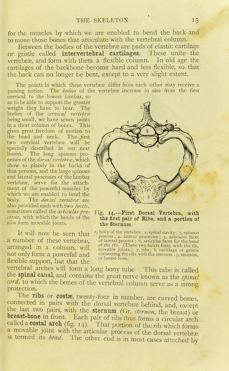 for the muscles by which we are enabled to bend the back and to move those bones that articulate with the vertebral column. Between the bodies of the vertebrae are pads of elastic cartilage or gristle called intervertebral cartilages. These unite the vertebrae, and form with them a flexible column. In old age the cartilages of the backbone become hard and less flexible, so that the back can no longer be bent, except to a very slight extent. The points in which these vertebrae differ from each other may receive a passing notice. The bodies of the vertebrse increase in size from the first cervical to the lowest lumbar, so as to be able to support the greater weight they have to bear. The bodies of the cei-vical vertebra being small, we have seven joints in a short column of bones. This gives great freedom of motion to the head and neck. The first two cervical vertebrae will be specially described in our next lesson. The long spinous pro- cesses of the dorsal vertebra;, which show so plainly in the backs of thin persons, and the large spinous and lateral processes of the lumbar vertebree, serve for the attach- ment of the powerful muscles by which we are enabled to bend the body. The dorsal vertebra are also provided each with two facets, sometimes called the articular pro- cesses, with which the heads of the ribs form movable joints. Fig. 14.—First Dorsal Vertebra, with the first pair of Ribs, and a portion of the Sternum. I, body of the vertebra; 2, spinal cavity ; 3, spinous process : 4, lateral processes ; 5, articular facet of lateral process ; 6, articular facet for the head of the rib. (These two facets form, with the rib, movable joints.) 7, ribs ; 8, cartilage or gristle connecting the ribs with the sternum ; 9, sternum, or breast-bone. It will now be seen that a number of these vertebras, arranged in a column, will not only form a powerful and flexible .support, but that the vertebral arches will form a long bony tube. This tube is called the spinal canal, and contains the great nerve known as the spinal cord, to which the bones of the vertebral column serve as a strong protection. The ribs or costae, twenty-four in number, are curved bones connected in pairs with the dorsal vertebrae behind, and, except the last two_ pairs, with the sternum (Gr. stemon, the breast) or breast-bone in front. Each pair of ribs thus forms a circular arch called a costal arch (fig. 14). That portion of the rib which forms a movable joint with the articular process of the dorsal vertebrae IS termed its head. The other end is in most cases attached by
