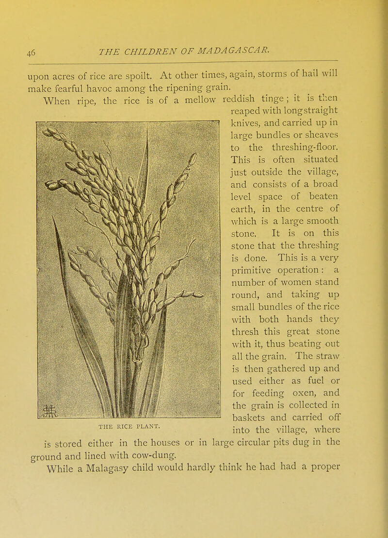 upon acres of rice are spoilt. At other times, again, storms of hail will make fearful havoc among the ripening grain. When ripe, the rice is of a mellow reddish tinge ; it is then reaped with long straight knives, and carried up in large bundles or sheaves to the threshing-floor. This is often situated just outside the village, and consists of a broad level space of beaten earth, in the centre of which is a large smooth stone. It is on this stone that the threshing is done. This is a very- primitive operation: a number of women stand round, and taking up small bundles of the rice with both hands they thresh this great stone with it, thus beating out all the grain. The straw is then gathered up and used either as fuel or for feeding oxen, and the grain is collected in baskets and carried off into the village, where is stored either in the houses or in large circular pits dug in the ground and lined with cow-dung. While a Malagasy child would hardly think he had had a proper THE RICE PLANT.