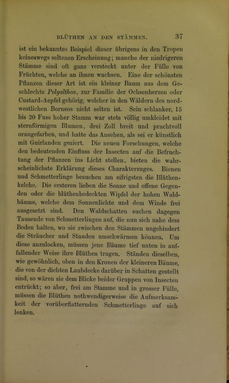 ist ein bekanntes Beispiel dieser übrigens in den Tropen keineswegs seltenen Erscheinung; manche der niedrigeren Stämme sind oft ganz versteckt unter der Fülle von Früchten, welche an ihnen wachsen. Eine der schönsten Pflanzen dieser Art ist ein kleiner Baum aus dem Ge- schlechte Polyalthea, zur Familie der Ochsenherzen oder Custard-Aepfel gehörig, welcher in den Wäldern des nord- westlichen Borneos nicht selten ist. Sein schlanker, 15 bis 20 Fuss hoher Stamm war stets völlig umkleidet mit sternförmigen Blumen, drei Zoll breit und prachtvoll orangefarben, und hatte das Ansehen, als sei er künstlich mit Guirlanden geziert. Die neuen Forschungen, welche den bedeutenden Einfiuss der Insecten auf die Befruch- tung der Pflanzen ins Licht stellen, bieten die wahr- scheinlichste Erklärung dieses Charakterzuges. Bienen und Schmetterlinge besuchen am eifrigsten die Blüthen- kelche. Die ersteren lieben die Sonne und offene Gegen- den oder die blüthenbedeckten Wipfel der hohen Wald- bäume, welche dem Sonnenlichte und dem Winde frei ausgesetzt sind. Den Waldschatten suchen dagegen Tausende von Schmetterlingen auf, die nun sich nahe dem Boden halten, wo sie zwischen den Stämmen ungehindert die Sträucher und Stauden umschwärmen können. Um diese anzulocken, müssen jene Bäume tief unten in auf- fallender Weise ihre Blüthen tragen. Ständen dieselben, wie gewöhnlich, oben in den Kronen der kleineren Bäume, die von der dichten Laubdecke darüber in Schatten gestellt sind, so wären sie dem Blicke beider Gruppen von Insecten entrückt; so aber, frei am Stamme und in grosser Fülle, müssen die Blüthen notwendigerweise die Aufmerksam- keit der vorüberfiatternden Schmetterlinge auf sich lenken.