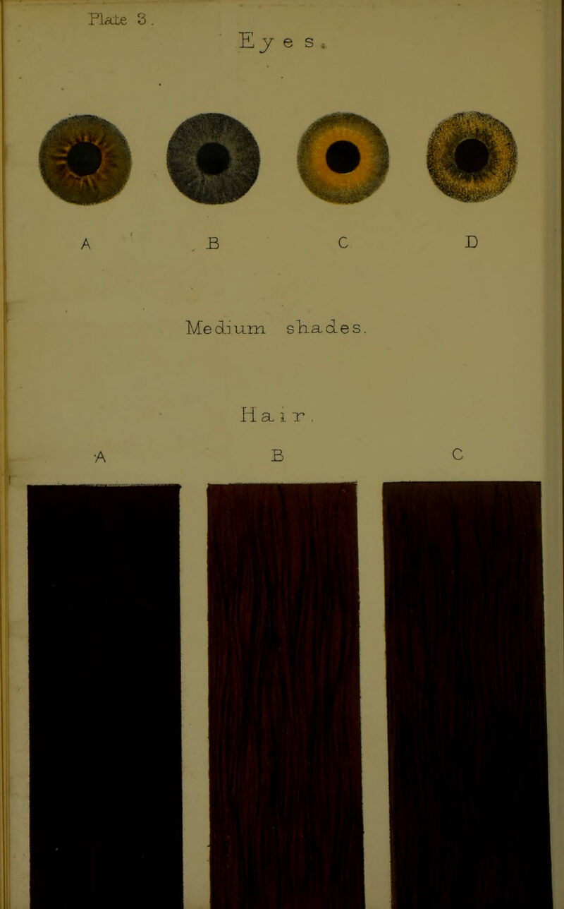 Plate 3. E y e s ; A . B C D Medjum. shades. Hair. •ABC