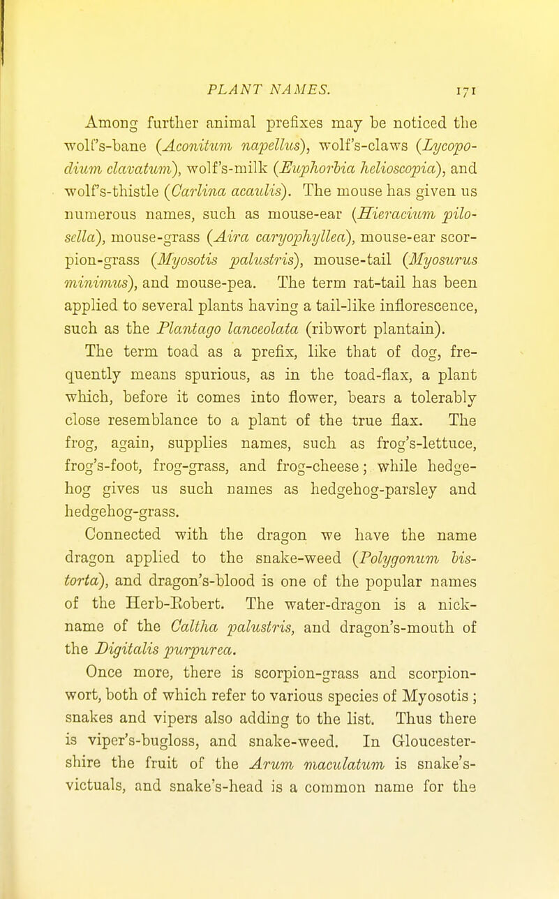 Among further animal prefixes may be noticed the wolfs-hane (Aconitum napelhcs), wolf's-claws (Lycopo- dium davahim), wolf's-milk {Euphorhia helioscopia), and wolf s-thistle (Garlina acaulis). The mouse has given us numerous names, such as mouse-ear {Hieracmm pilo- sella), mouse-grass (Aira caryopliyllea), mouse-ear scor- pion-grass {Myosotis palustris), mouse-tail (Ifyosicrus miniTmis), and mouse-pea. The term rat-tail has been applied to several plants having a tail-like inflorescence, such as the Plantago lanceolata (ribwort plantain). The term toad as a prefix, like that of dog, fre- quently means spurious, as in the toad-flax, a plant which, before it comes into flower, bears a tolerably close resemblance to a plant of the true flax. The frog, again, supplies names, such as frog's-lettuce, frog's-foot, frog-grass, and frog-cheese; while hedge- hog gives us such names as hedgehog-parsley and hedgehog-grass. Connected with the dragon we have the name dragon applied to the snake-weed {Polygonum bis- torta), and dragon's-blood is one of the popular names of the Herb-Eobert. The water-dragon is a nick- name of the Caltha palustris, and dragon's-mouth of the Digitalis purpurea. Once more, there is scorpion-grass and scorpion- wort, both of which refer to various species of Myosotis ; snakes and vipers also adding to the list. Thus there is viper's-bugloss, and snake-weed. In Gloucester- shire the fruit of the Arum maculatum is snake's- victuals, and snake's-head is a common name for the