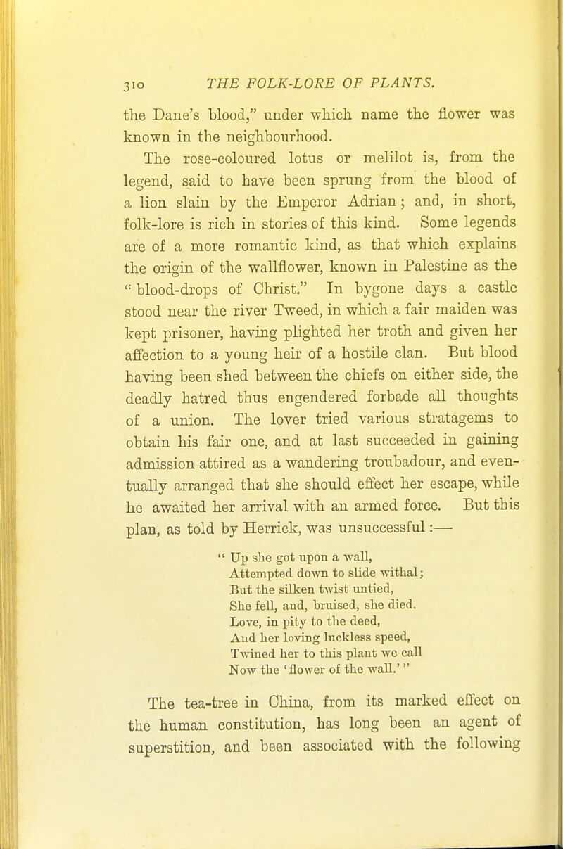 the Dane's blood, under which name the flower was known in the neighbourhood. The rose-coloured lotus or melilot is, from the legend, said to have been sprung from the blood of a lion slain by the Emperor Adrian; and, in short, folk-lore is rich in stories of this kind. Some legends are of a more romantic kind, as that which explains the origin of the wallflower, known in Palestine as the  blood-drops of Christ. In bygone days a castle stood near the river Tweed, in which a fair maiden was kept prisoner, having plighted her troth and given her affection to a young heir of a hostile clan. But blood bavins been shed between the chiefs on either side, the deadly hatred thus engendered forbade all thoughts of a union. The lover tried various stratagems to obtain his fair one, and at last succeeded in gaining admission attired as a wandering troubadour, and even- tually arranged that she should effect her escape, while he awaited her arrival with an armed force. But this plan, as told by Herrick, was unsuccessful:—  Up she got upon a wall, Attempted down to slide withal; But the sillven twist untied, She fell, and, bruised, she died. Love, in pity to the deed, And her loving luckless speed, TAvined her to this plant we call Now the 'flower of the wall.'  The tea-tree in China, from its marked effect on the human constitution, has long been an agent of superstition, and been associated with the following