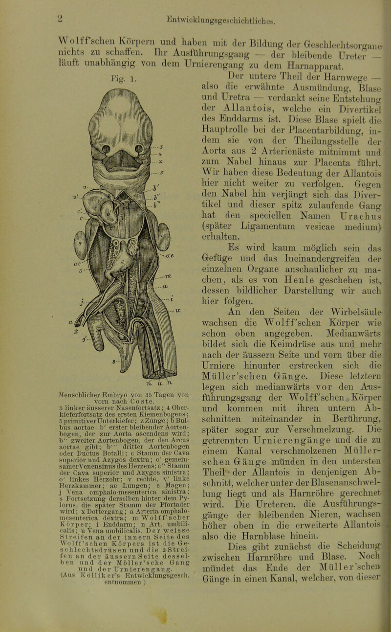 WoIff sehen Körpern und haben mit der Bildung der GeschlechtsorLranc^ nichts zu schaffen. Ihr Ausführungsgang — der bleibende Ureter — läuft unabhängig von dem Urnierengang zu dem Harnapparat. Der untere Theil der Harnwege — also die erwähnte Ausmündung, Blase- und Uretra — verdankt seine Entstehung- der Allantois, welche ein Divertikel des Enddarms ist. Diese Blase spielt die Hauptrolle bei der Placentarbildung, in- dem sie von der Theilungsstelle der Aorta aus 2 Arterienäste mitnimmt und zum Nabel hinaus zur Placenta führt. Wir haben diese Bedeutung der AUantois. hier nicht weiter zu verfolgen. Gegen den Nabel hin verjüngt sich das Diver- tikel und dieser spitz zulaufende Gang- hat den speciellen Namen Urachus (später Ligamentum vesicae medium) erhalten. Es wird kaum möglich sein das. Gefüge und das Ineinandergreifen der einzelnen Organe anschaulicher zu ma- chen, als es von Henle geschehen ist» dessen bildlicher Darstellung wir auch hier folgen. An den Seiten der Wirbelsäule- wachsen die Wolff'sehen Körper wie schon oben angegeben. Mediauwärts bildet sich die Keimdrüse aus und mehr nach der äussern Seite und vorn über die Urniere hinunter erstrecken sich die Müller'schen Gänge. Diese letztern legen sich mediauwärts vor den Ans- führungsgang der Wolff'sehen Körper und kommen mit ihren untern Ab- schnitten miteinander in Berührung^ später sogar zur Verschmelzung. Die-i getrennten Urnierengänge und die zu einem Kanal verschmolzenen Müller-] sehen Gänge münden in den untersten! Theil ■ der Allantois in denjenigen Ab-| schnitt, welcher unter der Blasenanschwel- lung liegt und als Harnröhre gerechnet' wird. Die Ureteren, die Ausführungs-' gänge der bleibenden Nieren, wachsen höher oben in die erweiterte Allantois also die Harnblase hinein. Dies gibt zunächst die Scheidung- zwischen Harnröhre und Blase. Noch mündet das Ende der Müller'schen» Gänge in einen Kanal, welcher, von dieser Mensclilicher Embiyo von 35 Tagen von vom nach Co ste. .3 linker äusserer Nasenfortsatz; 4 Ober- kiefeifortsatz des ersten Kiemenbogens; :> primitiver Unterkiefer; z Zunge; b Bul- bus aortae: b' erster bleibender Aorten- bogen, der zur Aorta ascendens wird; b zweiter Aoi-tenbogen, der den Arcus aortae gibt; b' dritter Aortenbogen oder Ductus Botalli; c Stamm der Cava superior und Azygos dextra; c' gemein- samerVenensinus des Herzens; c Stamm der Cava superior und Azygos sinistra; 0' linkes Herzohr; v rechte, v' linke Herzkammer; ae Lungen; e Magen; ,j Vena omphalo-mesenterica sinistra; s Fortsetzung derselben hinter dem Py- lonis, die später Stamm der Pfortader wird; x Dottergang; a Arteria omphalo- mesenterica dextra; m Wolff'scber Körper; i Enddann; n Art. umbili- calis; u Vena umbilicalis. Der weisse Streifen an der Innern Seite des Wolff'schen Körpers ist die Ge- schlechtsdrüsen und die aStrei- fen an der äussern Seite dessel- ben und der Möller'sche Gang und der Um ierengang. (Aus Kölliker's Entwicklungsgcsch. entnommen )